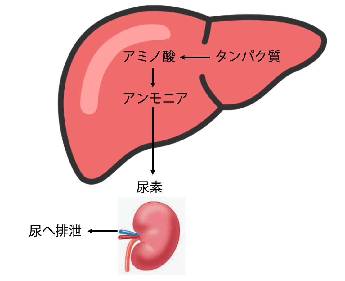 理学療法士を目指す方!必見!分担 解剖学2 胆管学 神経系（m3電子