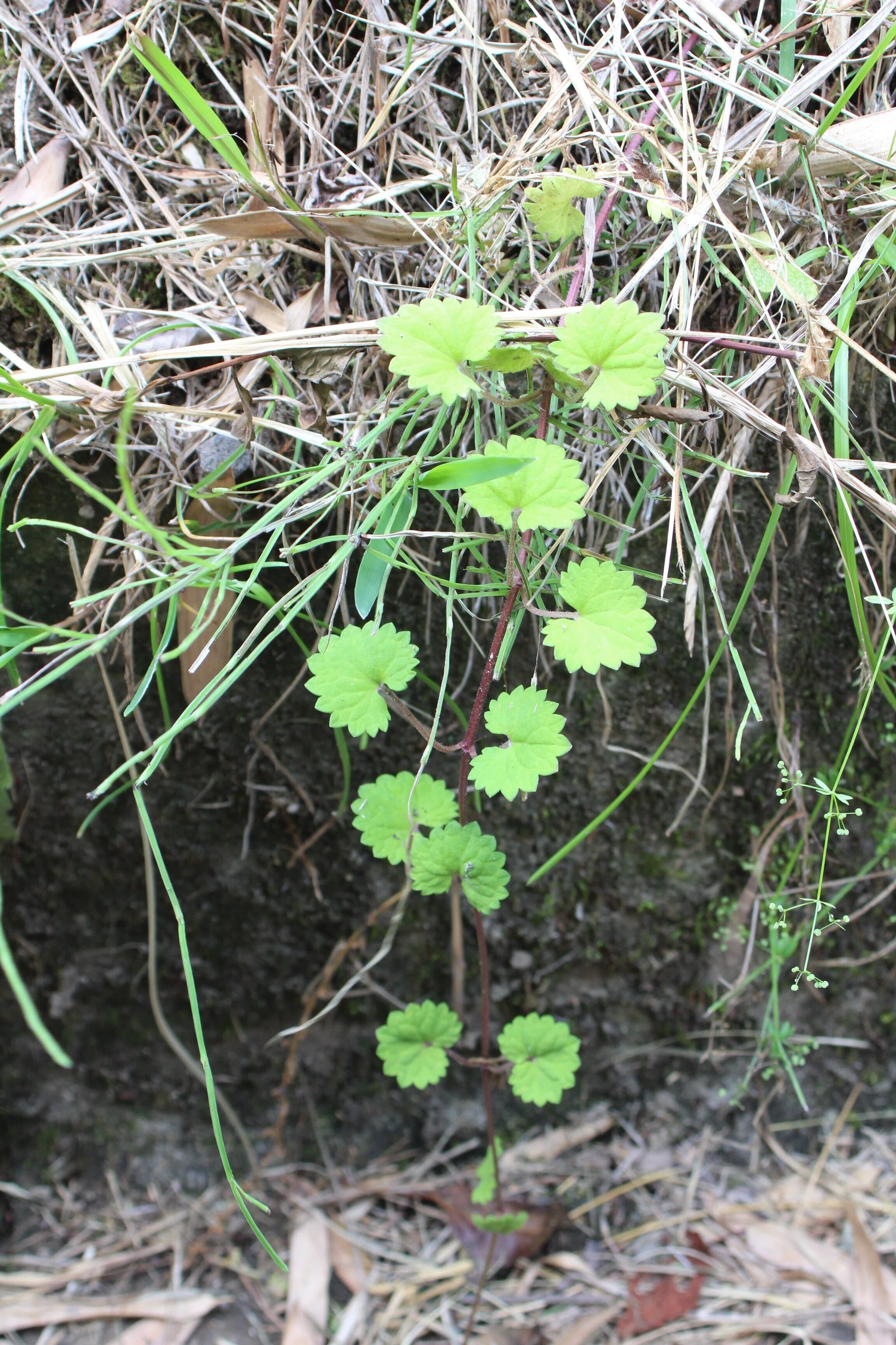 カキドオシ｜あおはくたき