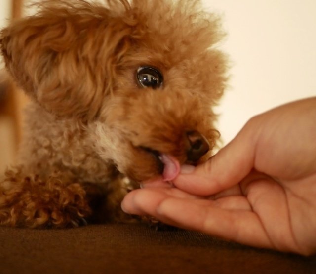 犬が人の手を舐めている写真