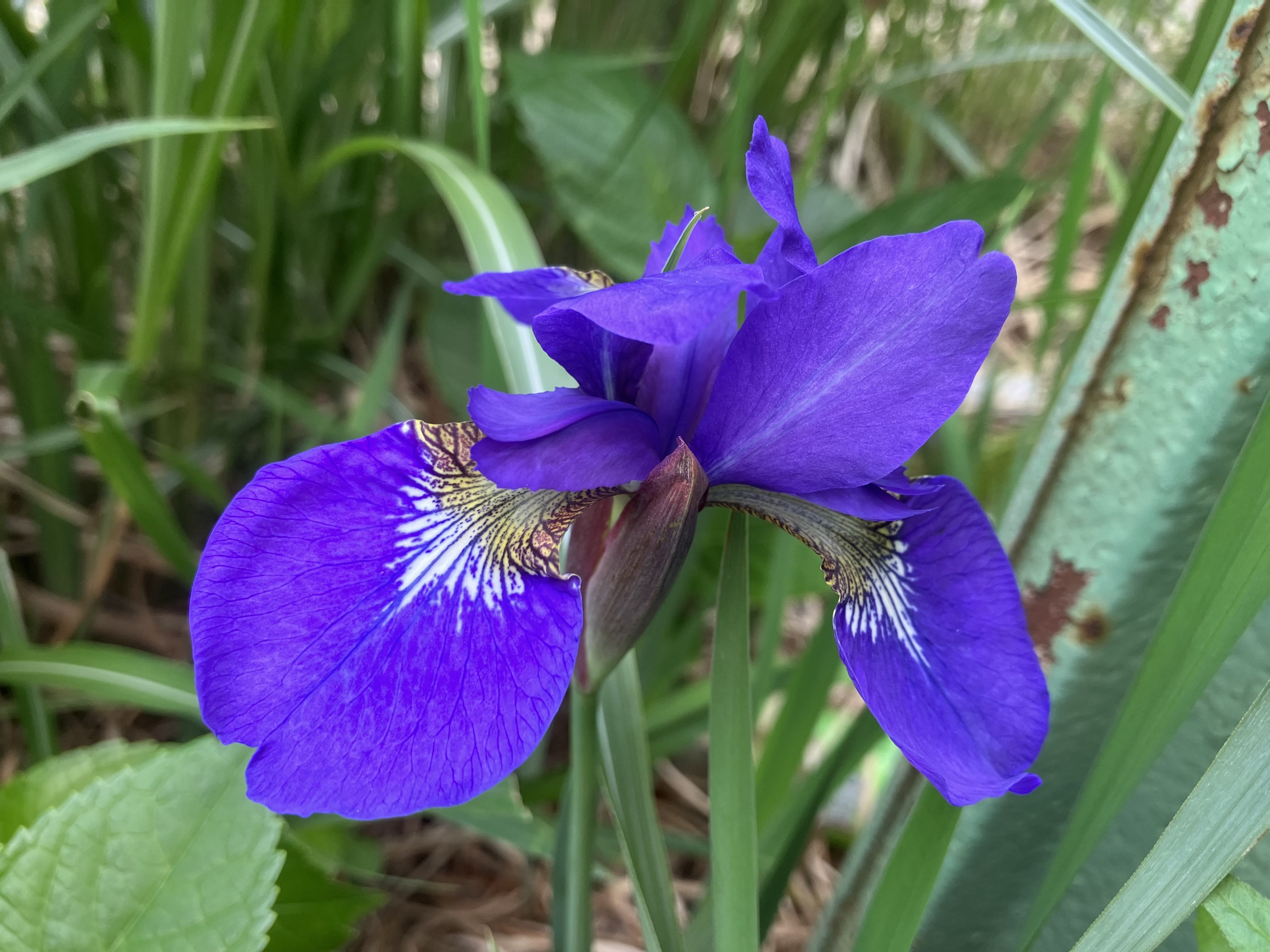 日々の散歩で|poporin