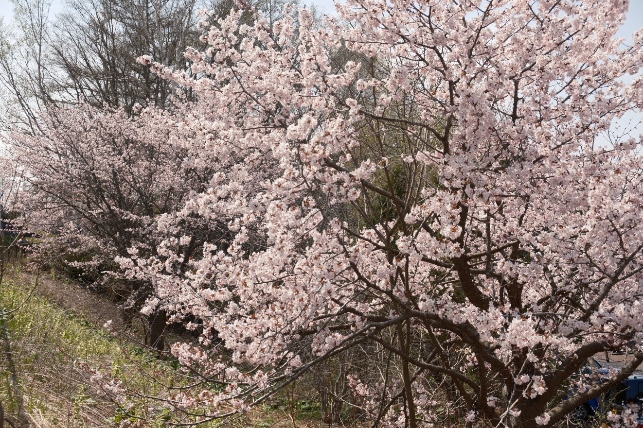 X-T5 で桜を撮る！ Part2｜No.54