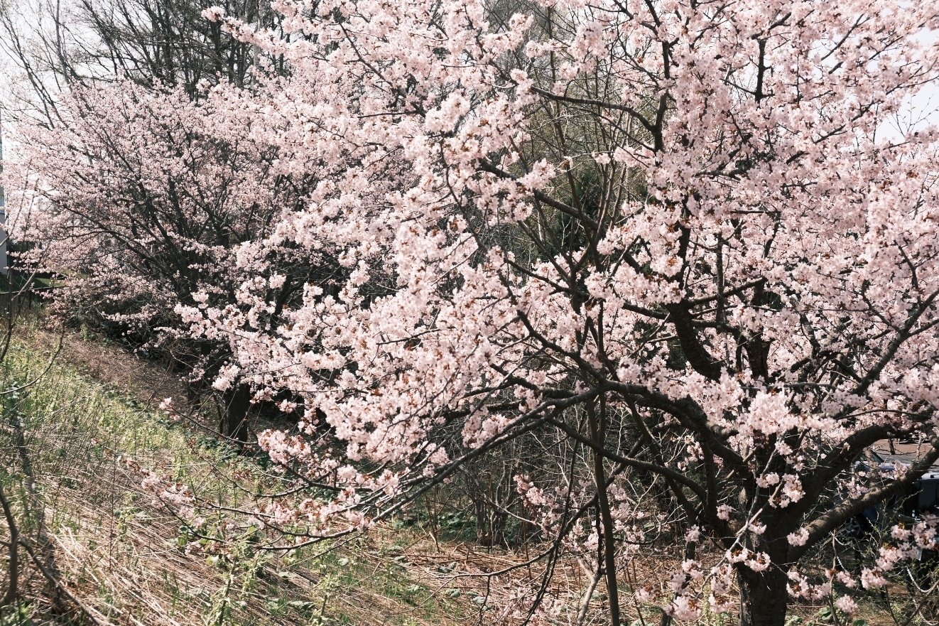 X-T5 で桜を撮る！ Part2｜No.54