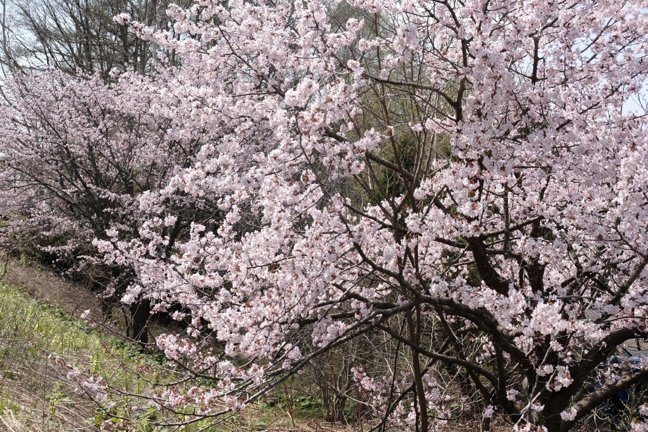 X-T5 で桜を撮る！ Part2｜No.54