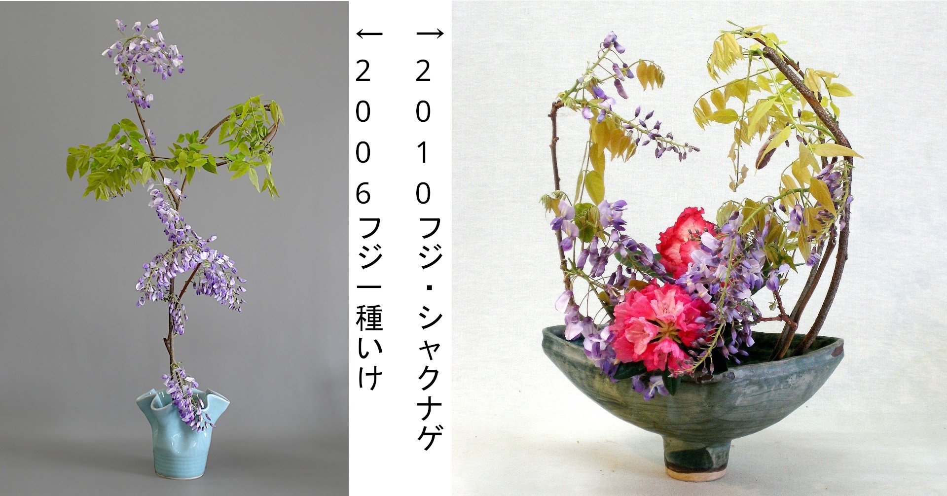いけばな歳時記 フジ｜広瀬典丈