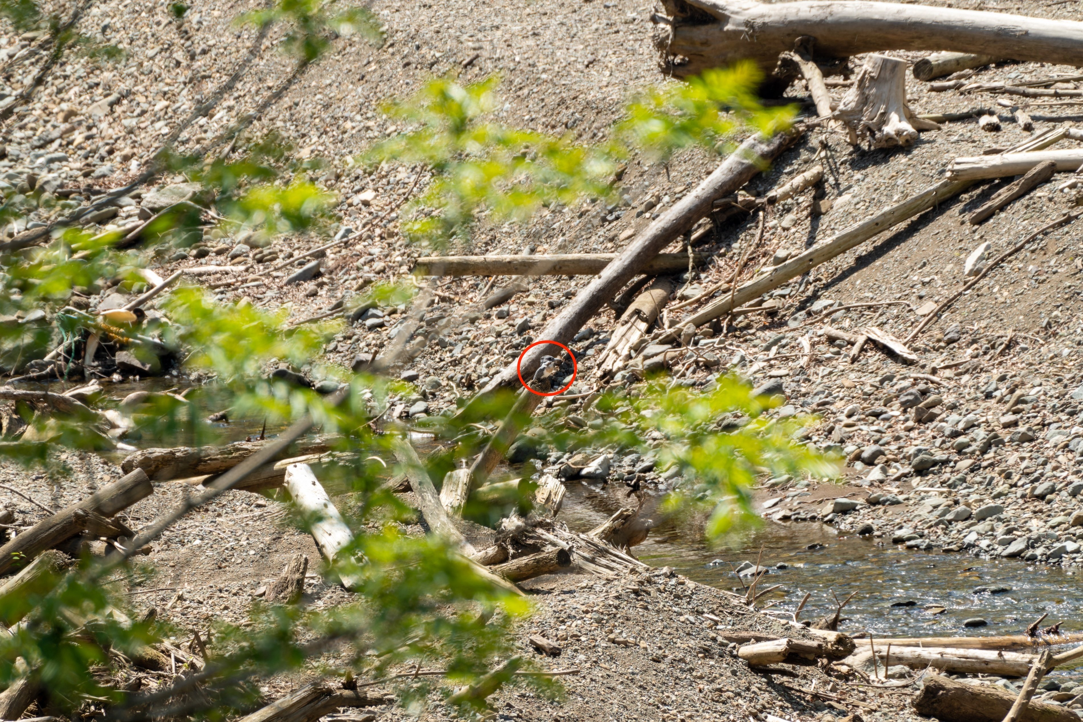 937 ヤマセミ 初撮り｜RURI