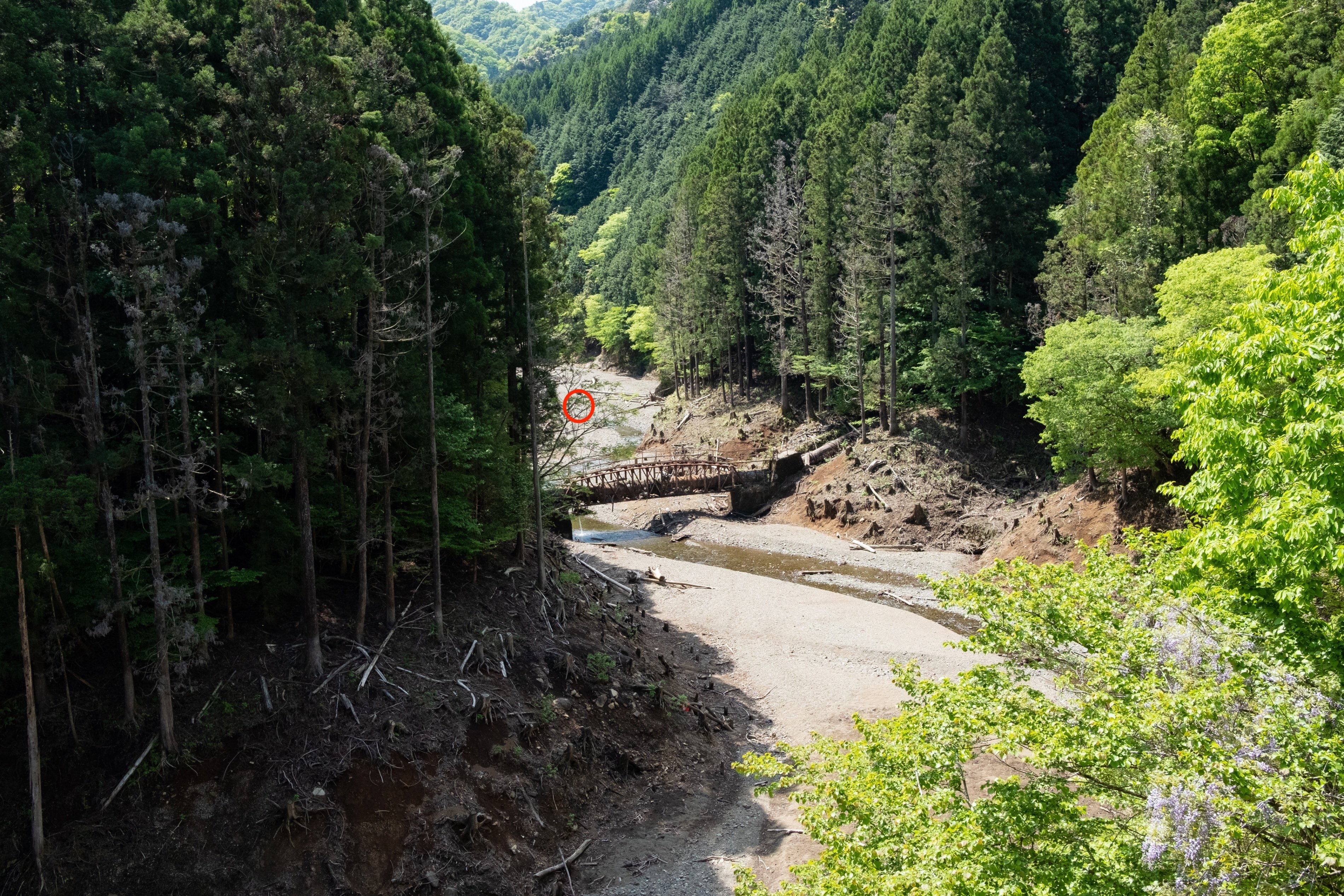 937 ヤマセミ 初撮り｜RURI