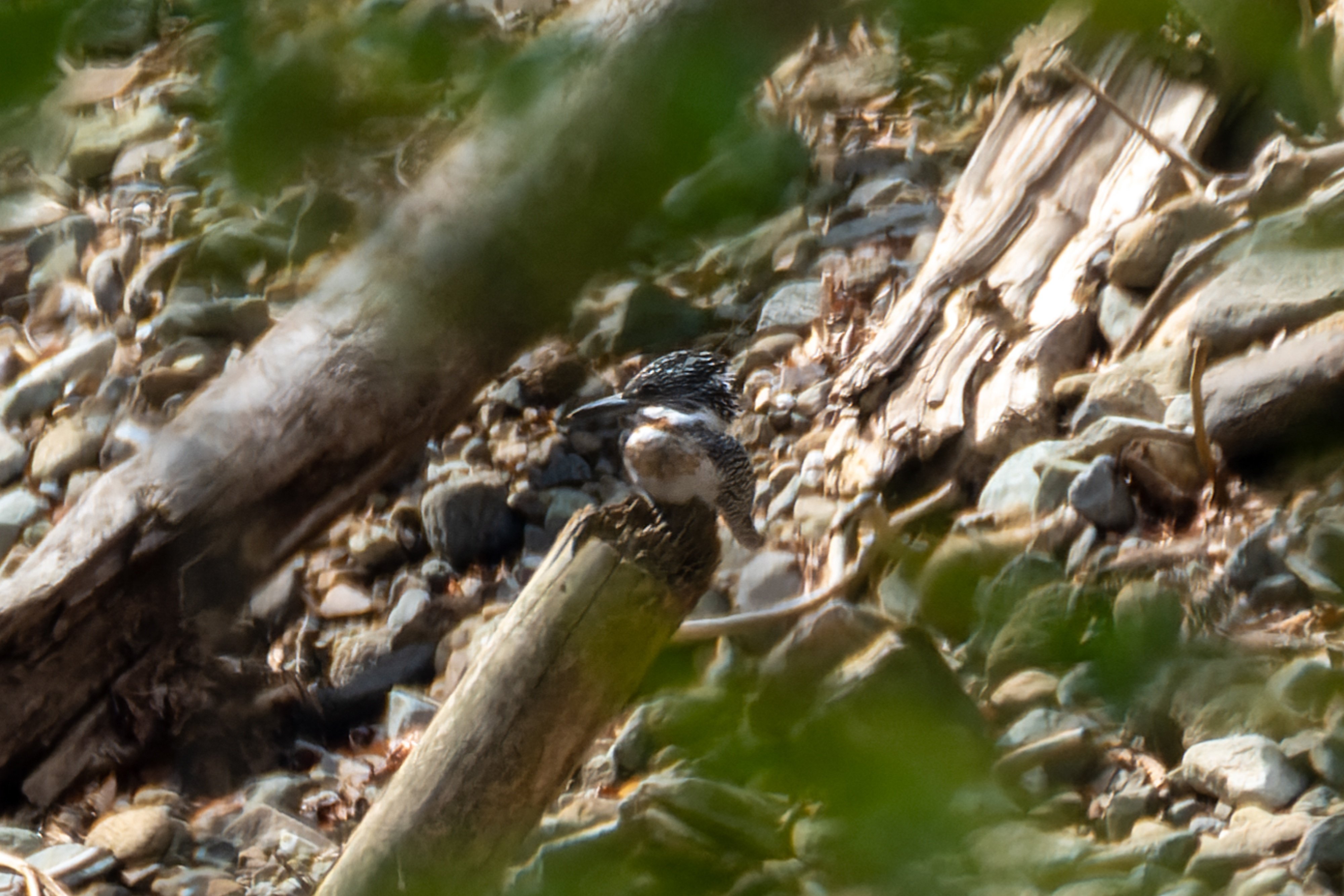 937 ヤマセミ 初撮り｜RURI