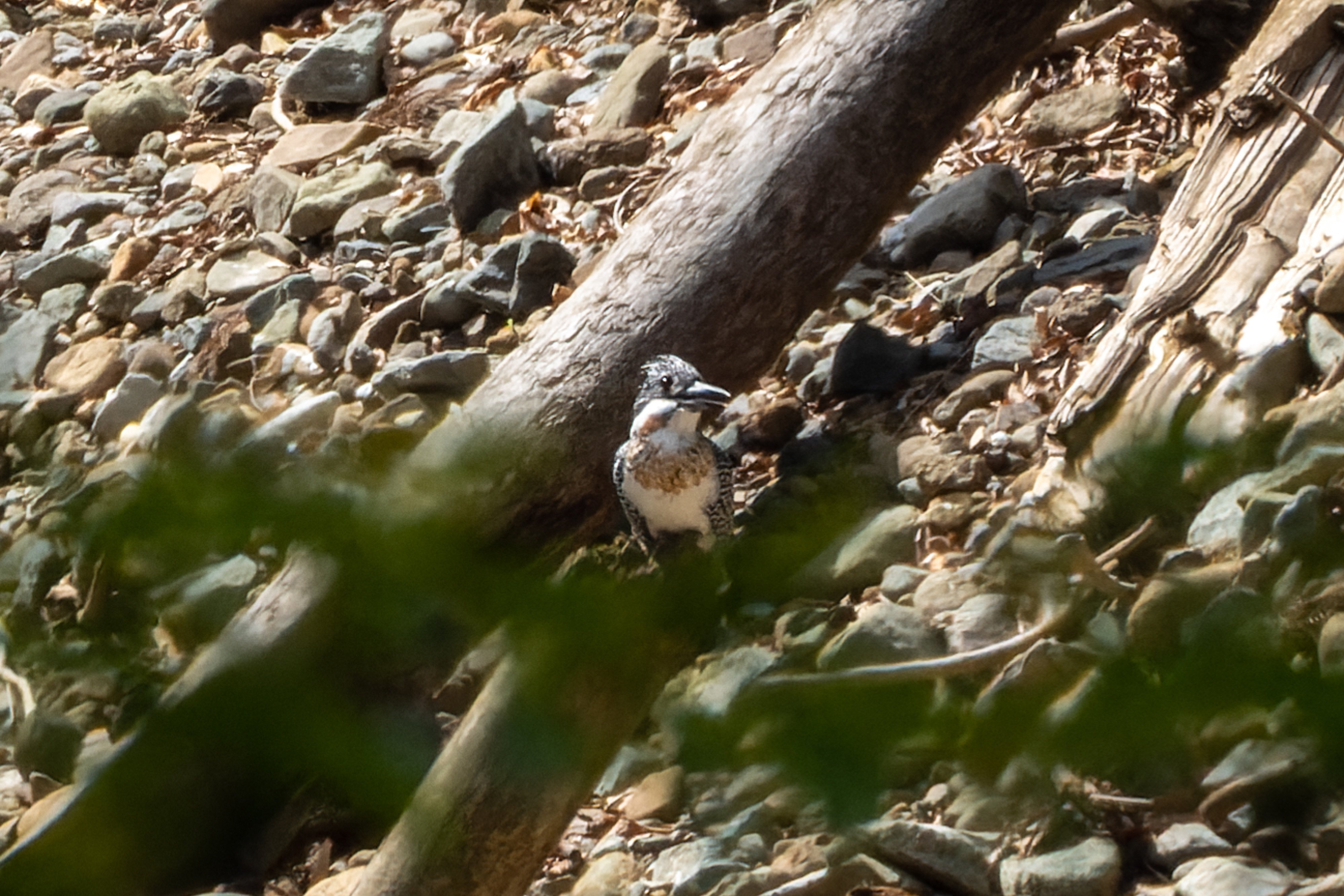 937 ヤマセミ 初撮り｜RURI