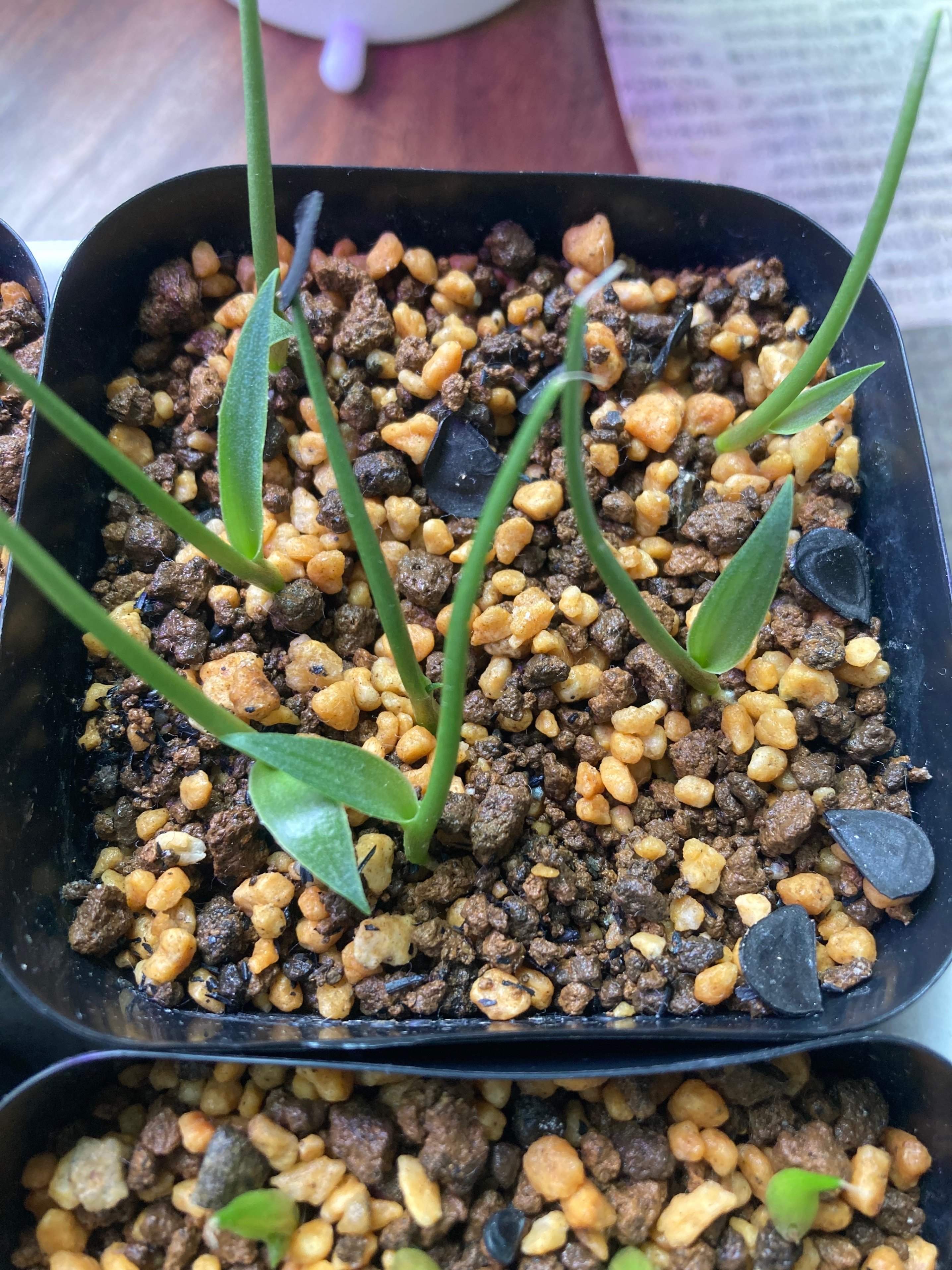 実生アガベの成長記録⑥｜Kimi_lla