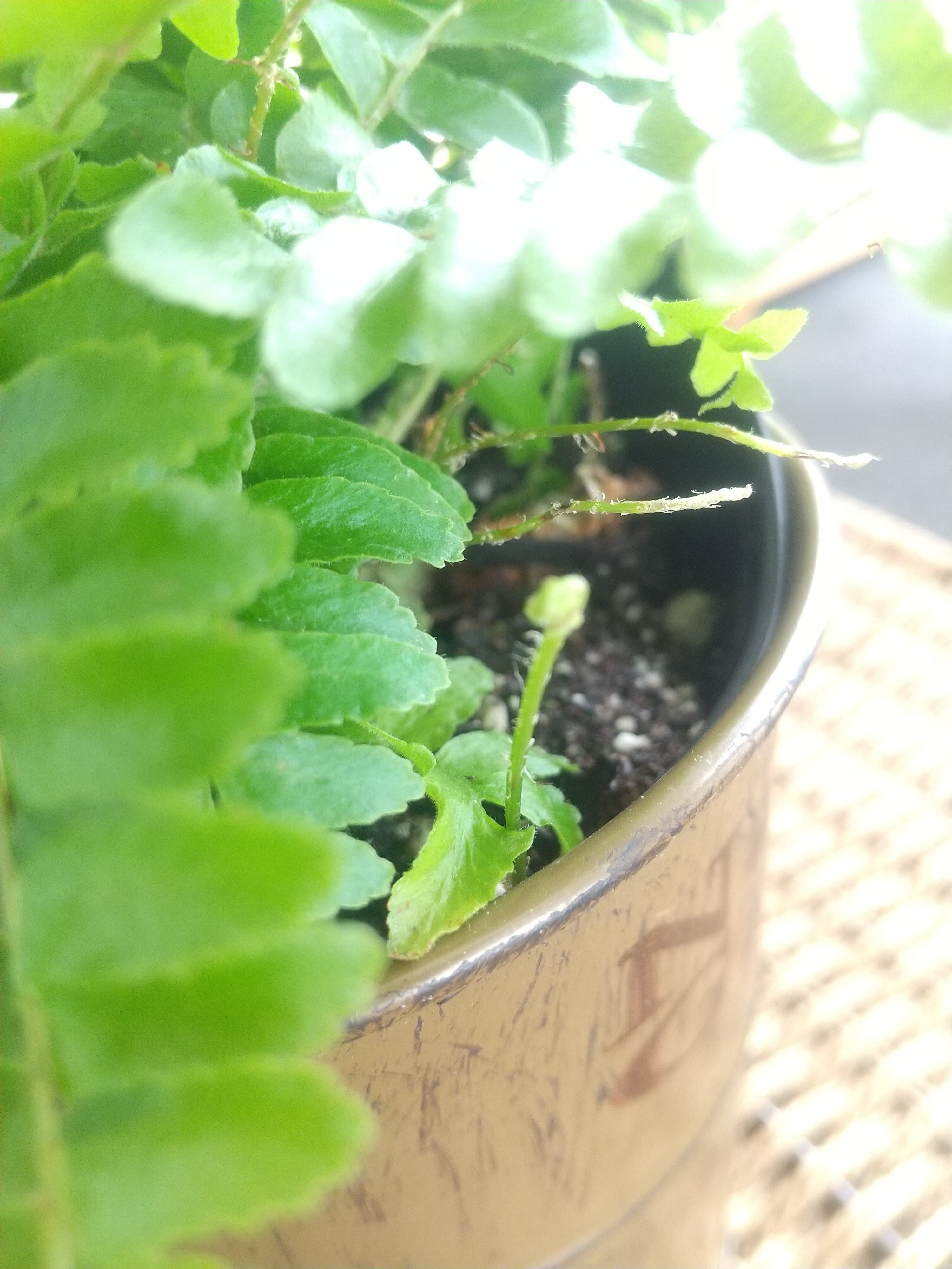 私の鬼門『シダ植物』。｜micyu