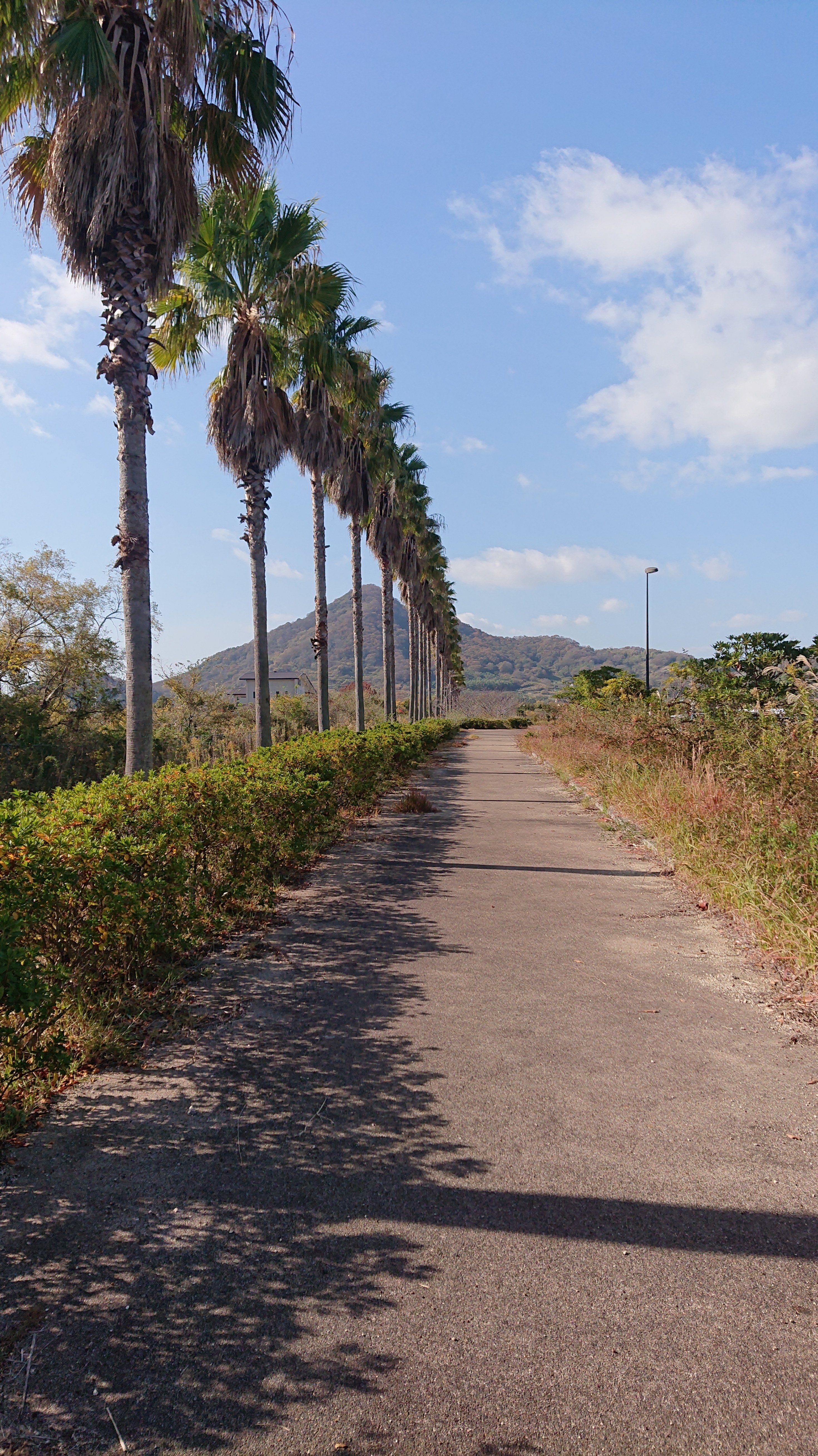 ヤシの木がある光景｜take@note大学🥚No.174