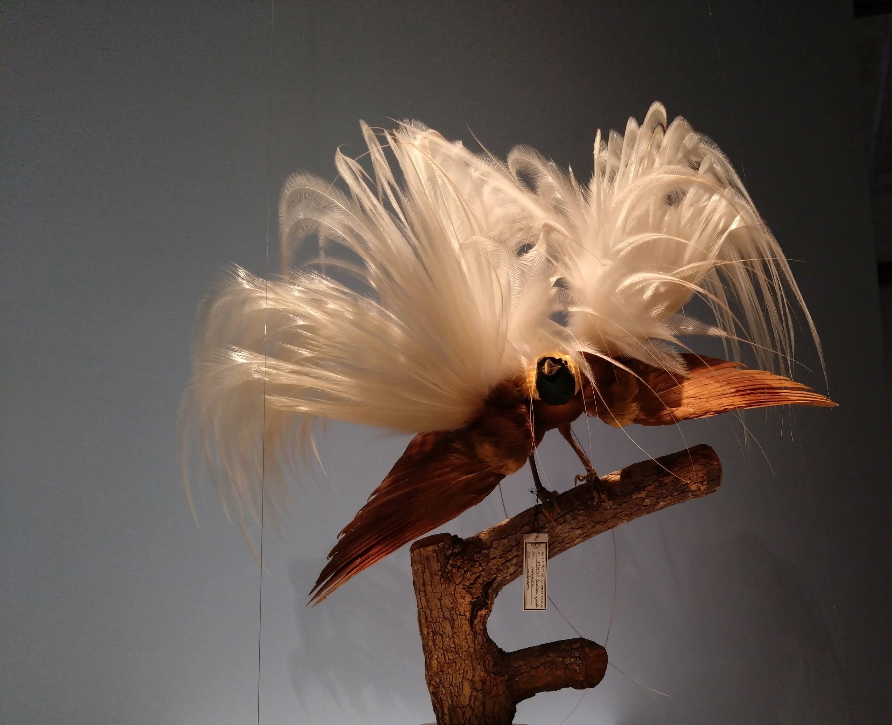 極楽鳥」展は、鳥とジュエリーの美しさを心ゆくまで堪能できる｜江口絵理