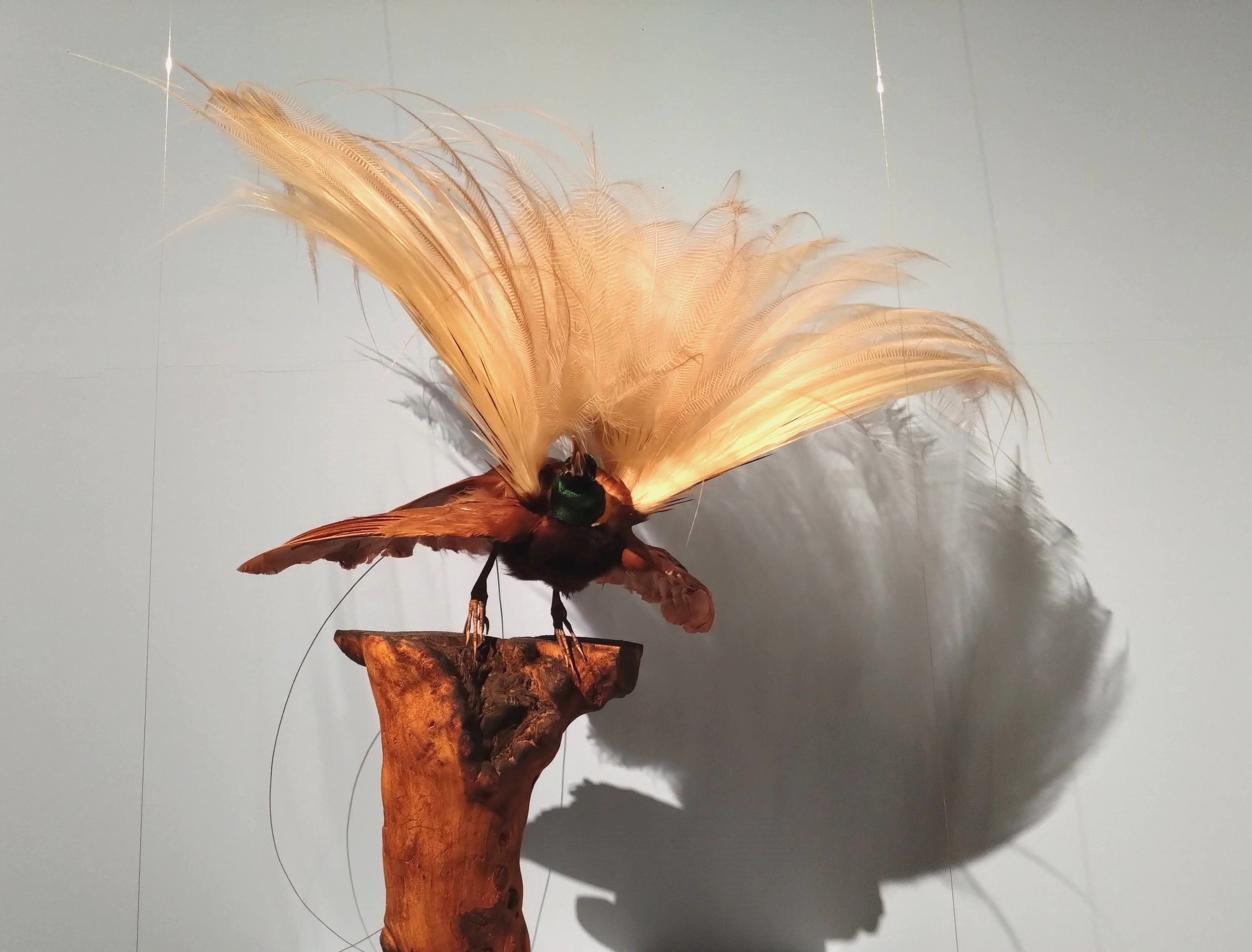 極楽鳥」展は、鳥とジュエリーの美しさを心ゆくまで堪能できる