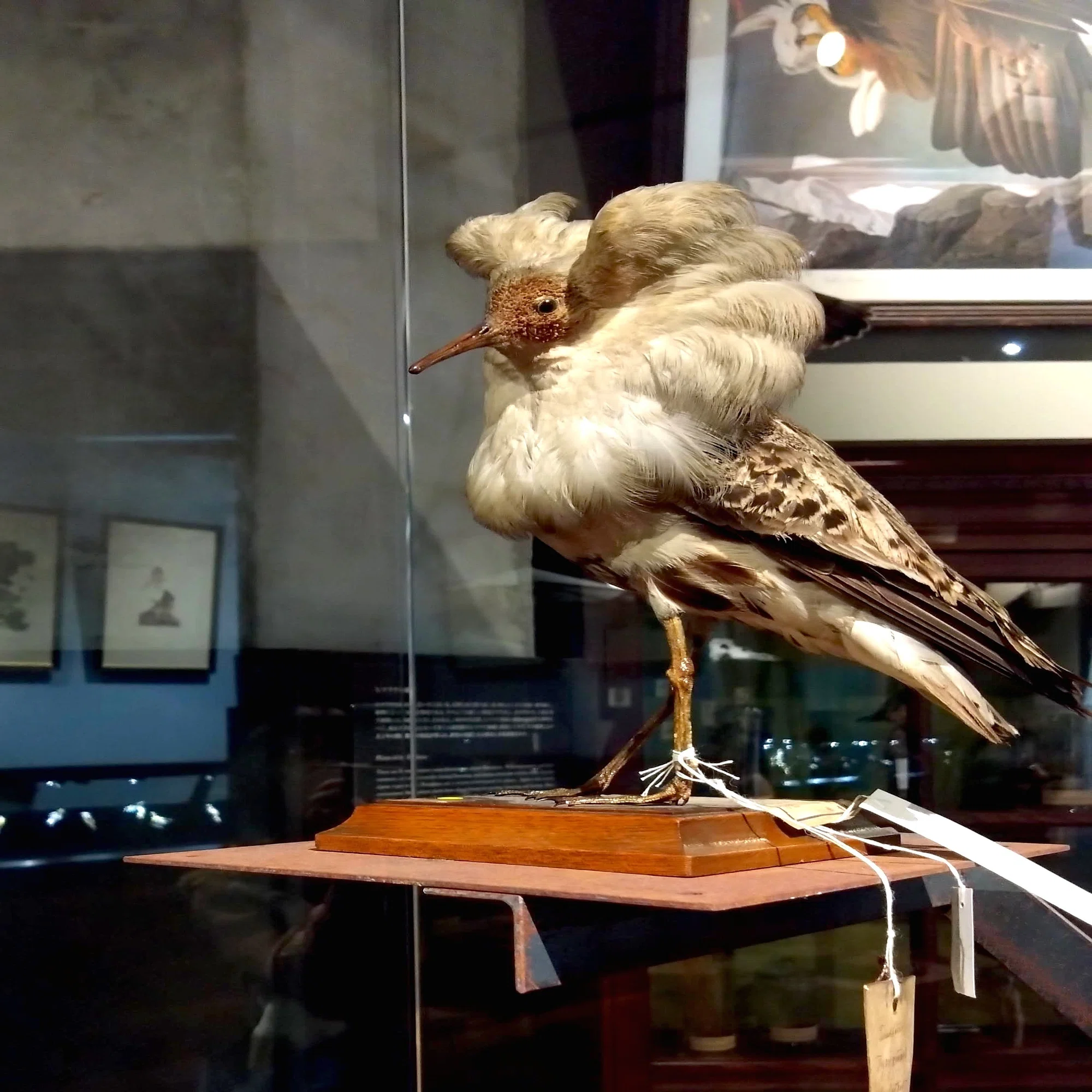 極楽鳥の本物の剥製 | ヤマダウェブコム