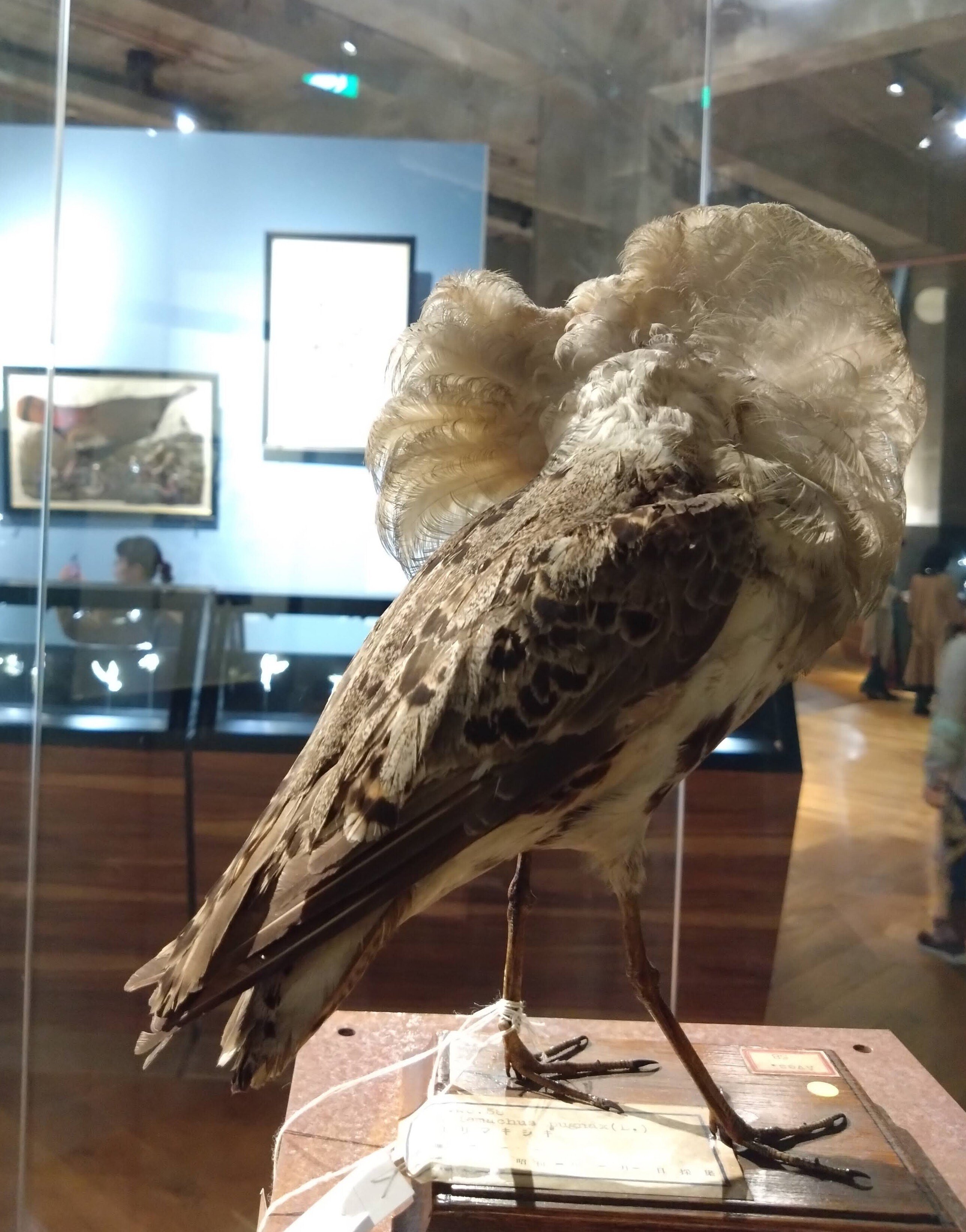 極楽鳥」展は、鳥とジュエリーの美しさを心ゆくまで堪能できる｜江口絵理