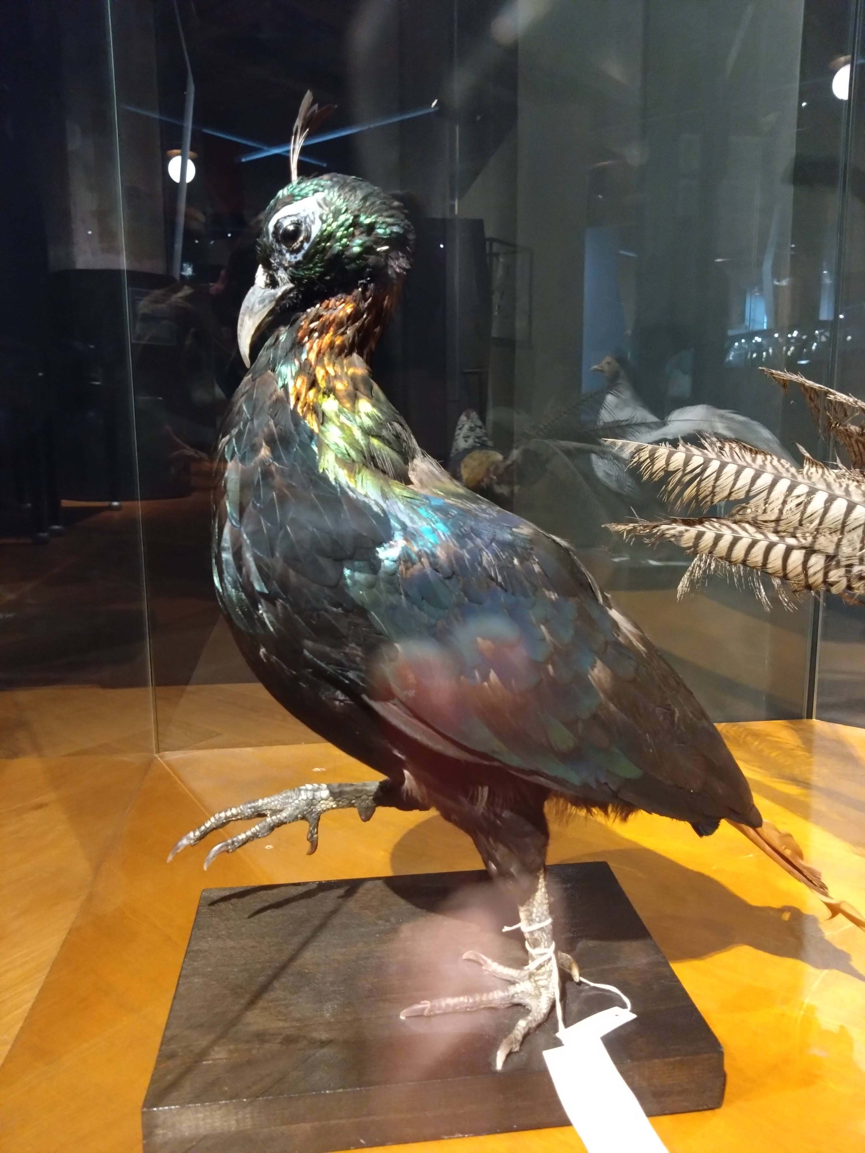 鳥の標本 極楽鳥　インドネシア　剥製 鳥の標本 極楽鳥 インドネシア 剥製
