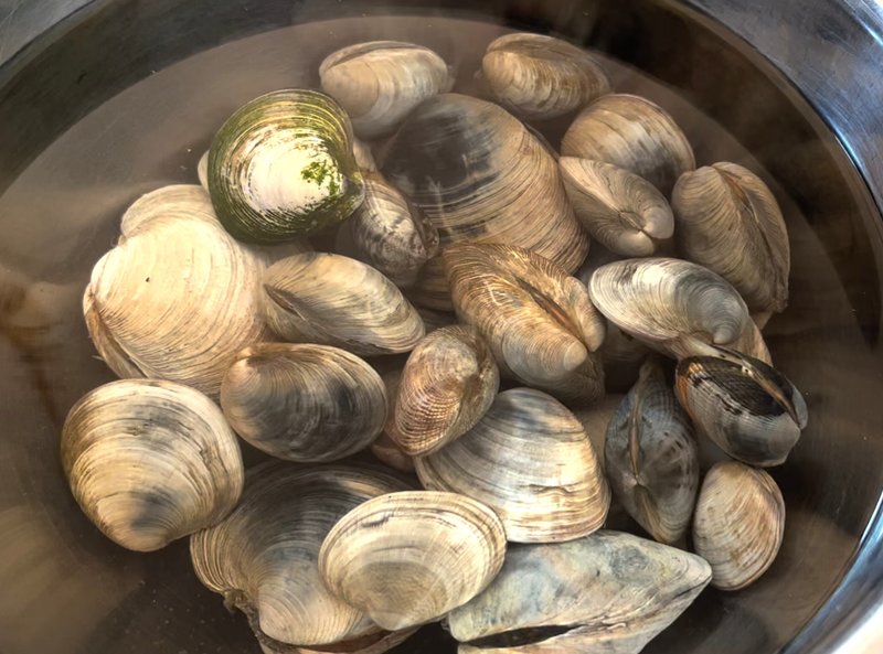 【2024年】江戸川放水路でホンビノス貝と天然アサリが高確率で獲れる場所をこっそり紹介します｜【東京湾奥釣り場探検隊】の隊長が教えるナイショの話