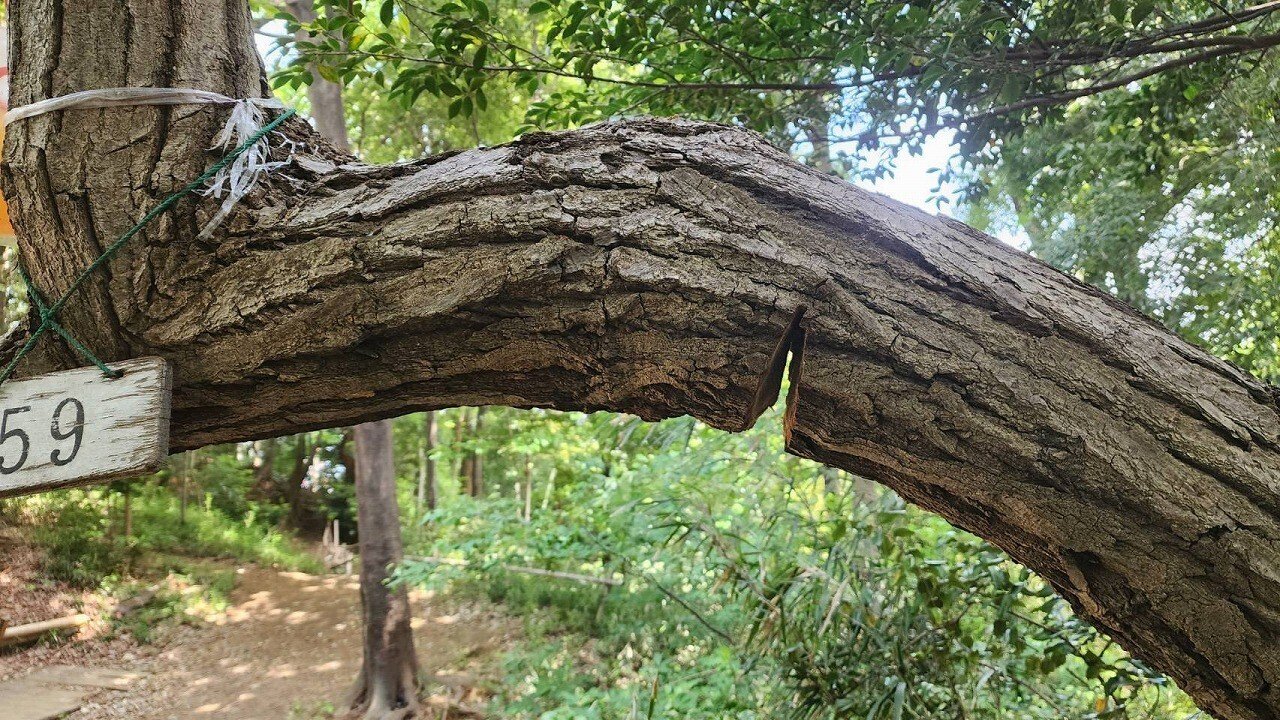 立枯れ木の撤去｜川崎市黒川青少年野外活動センター