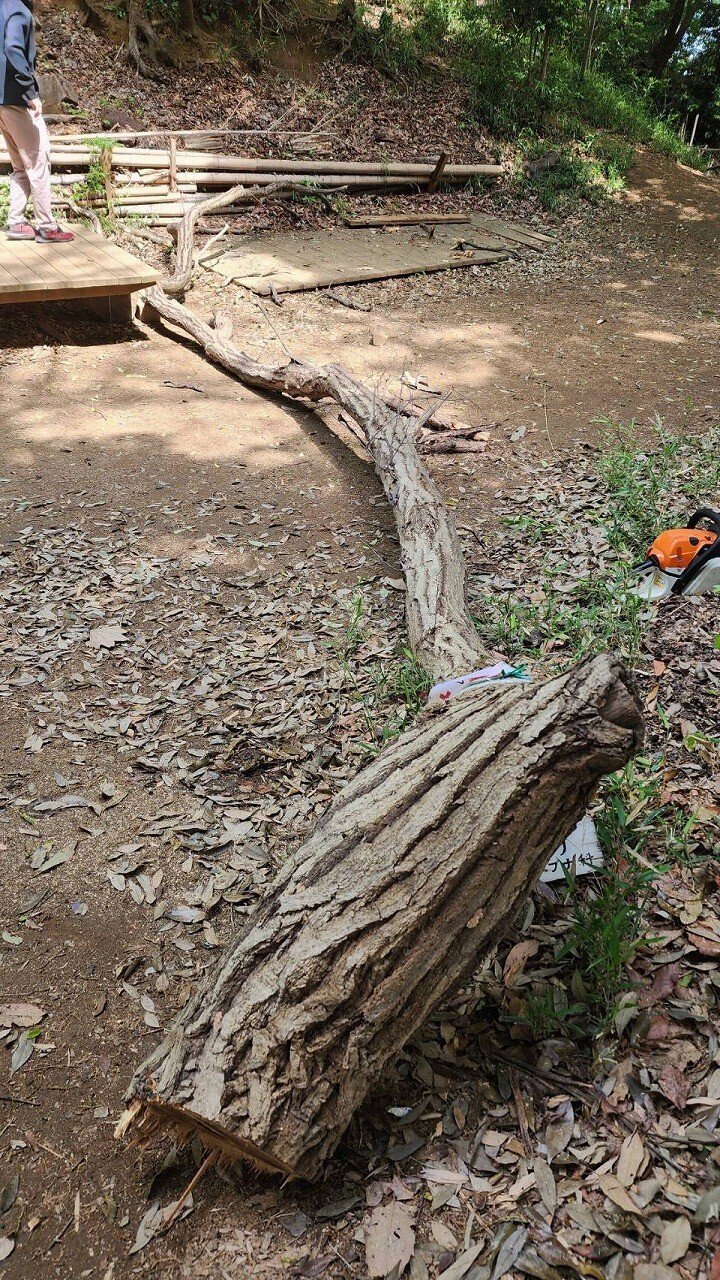 立枯れ木の撤去｜川崎市黒川青少年野外活動センター