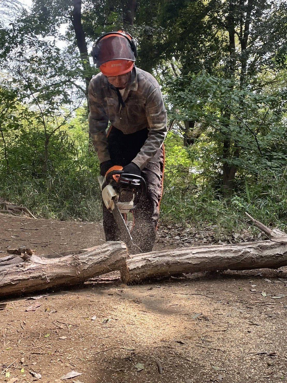 立枯れ木の撤去｜川崎市黒川青少年野外活動センター