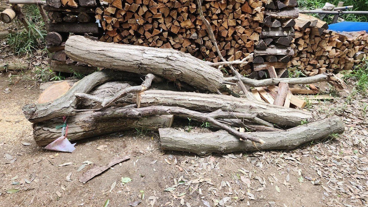 枯れ木 立枯れ木の撤去｜川崎市黒川青少年野外活動センター