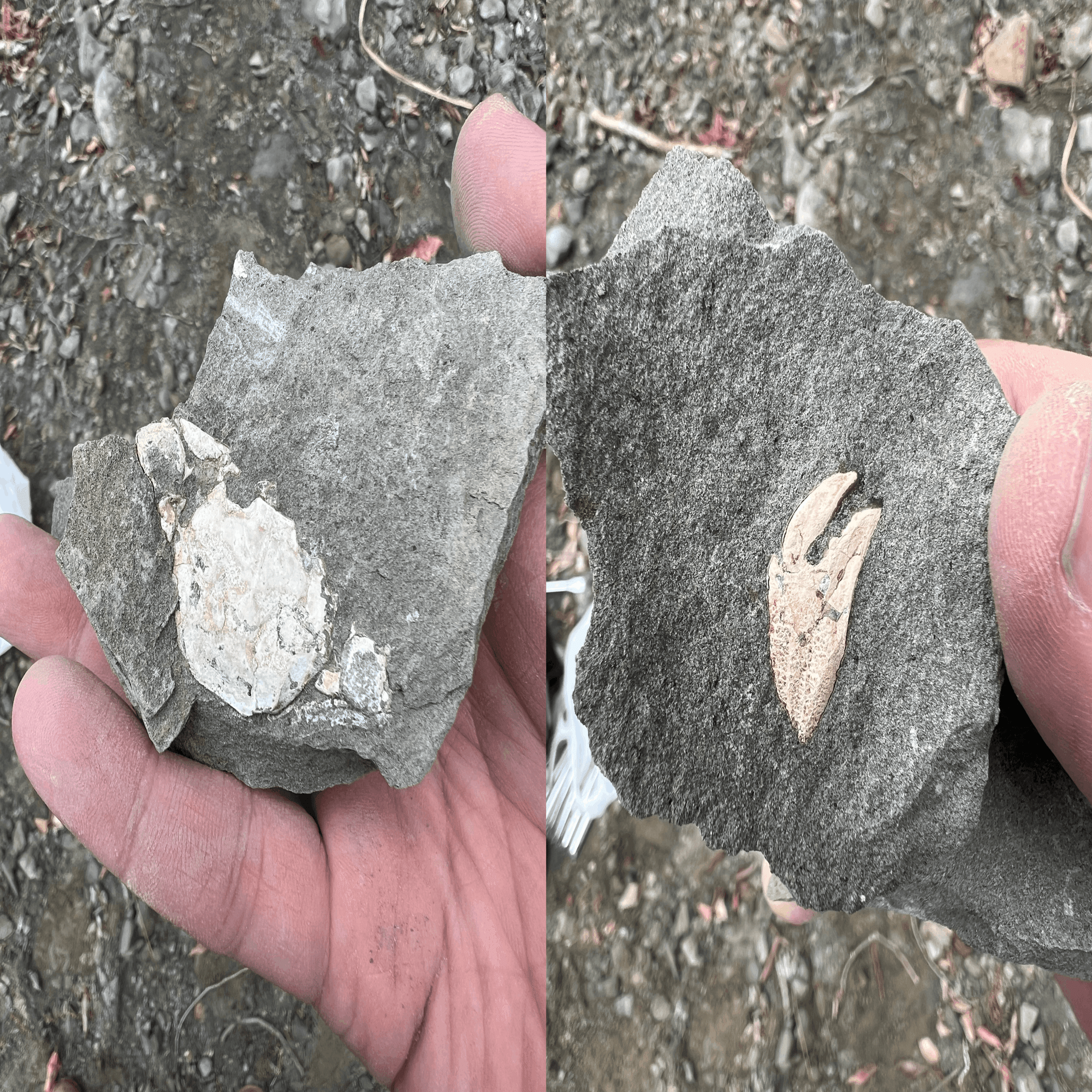 はにわ★ようばけ化石★古秩父湾【1550万年前のホタテ0.8kg】 はにわ様専用☆ようばけ化石☆古秩父湾【1550万年前のホタテ0.8kg