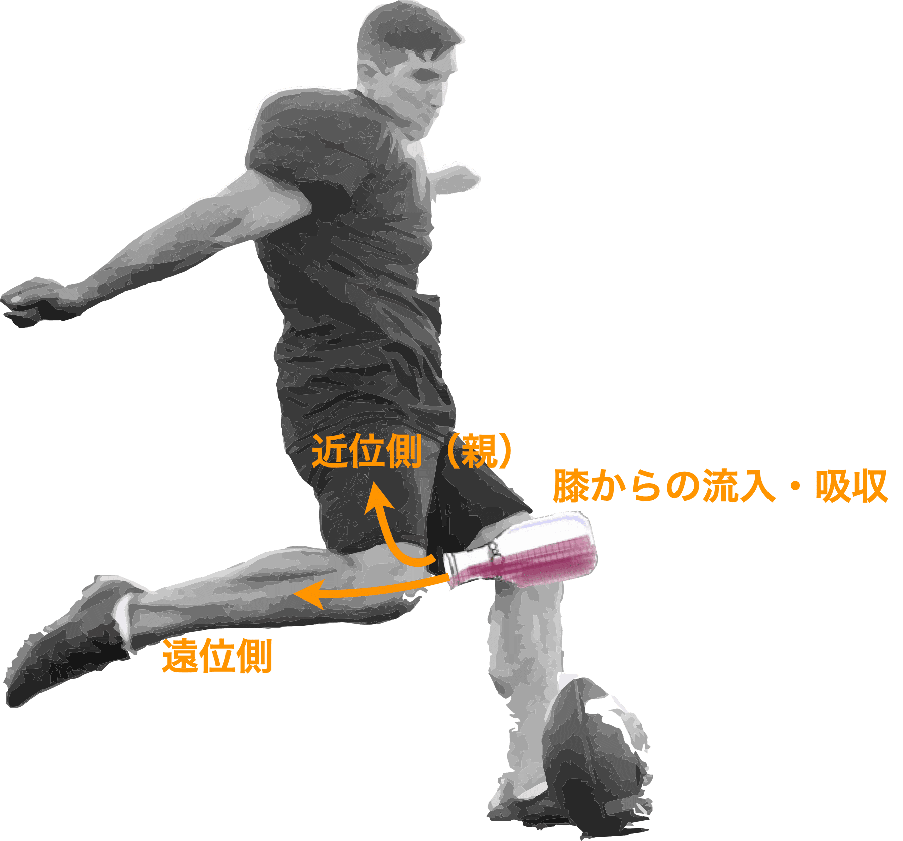 動かして学ぶバイオメカニクス #25 〜キック動作の全身解析 2