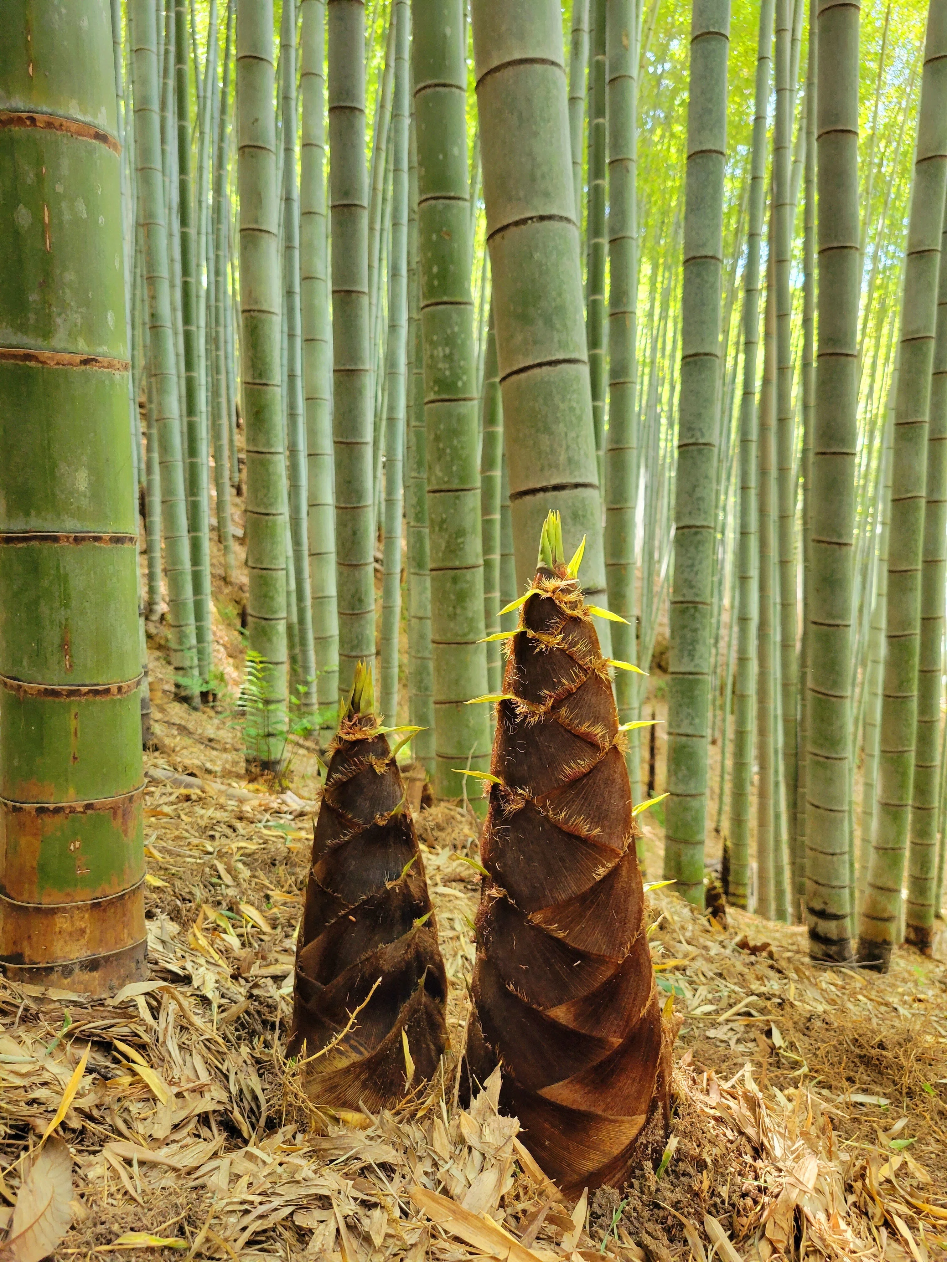 桑名竹取物語 〜放置竹林から生まれるサステナブルなストーリー