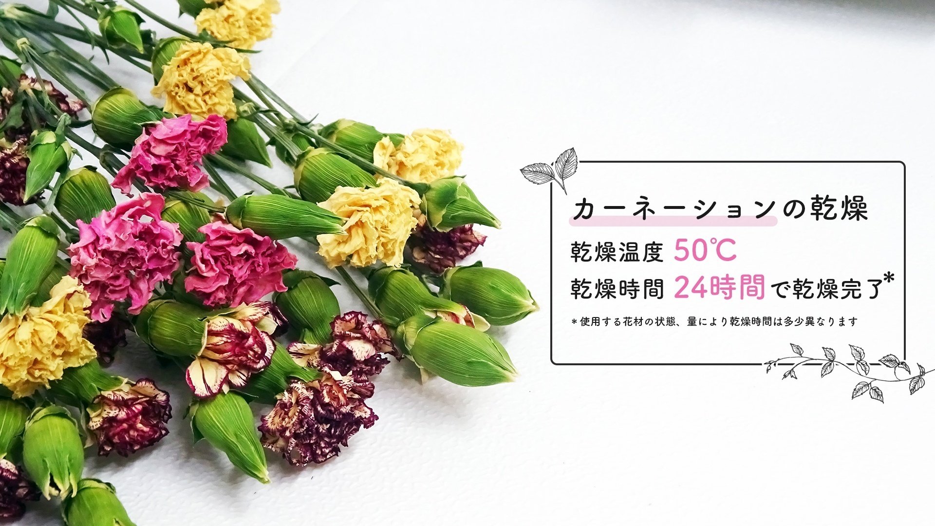 半日で作れる！】フードドライヤーでドライフラワーを作ってみた