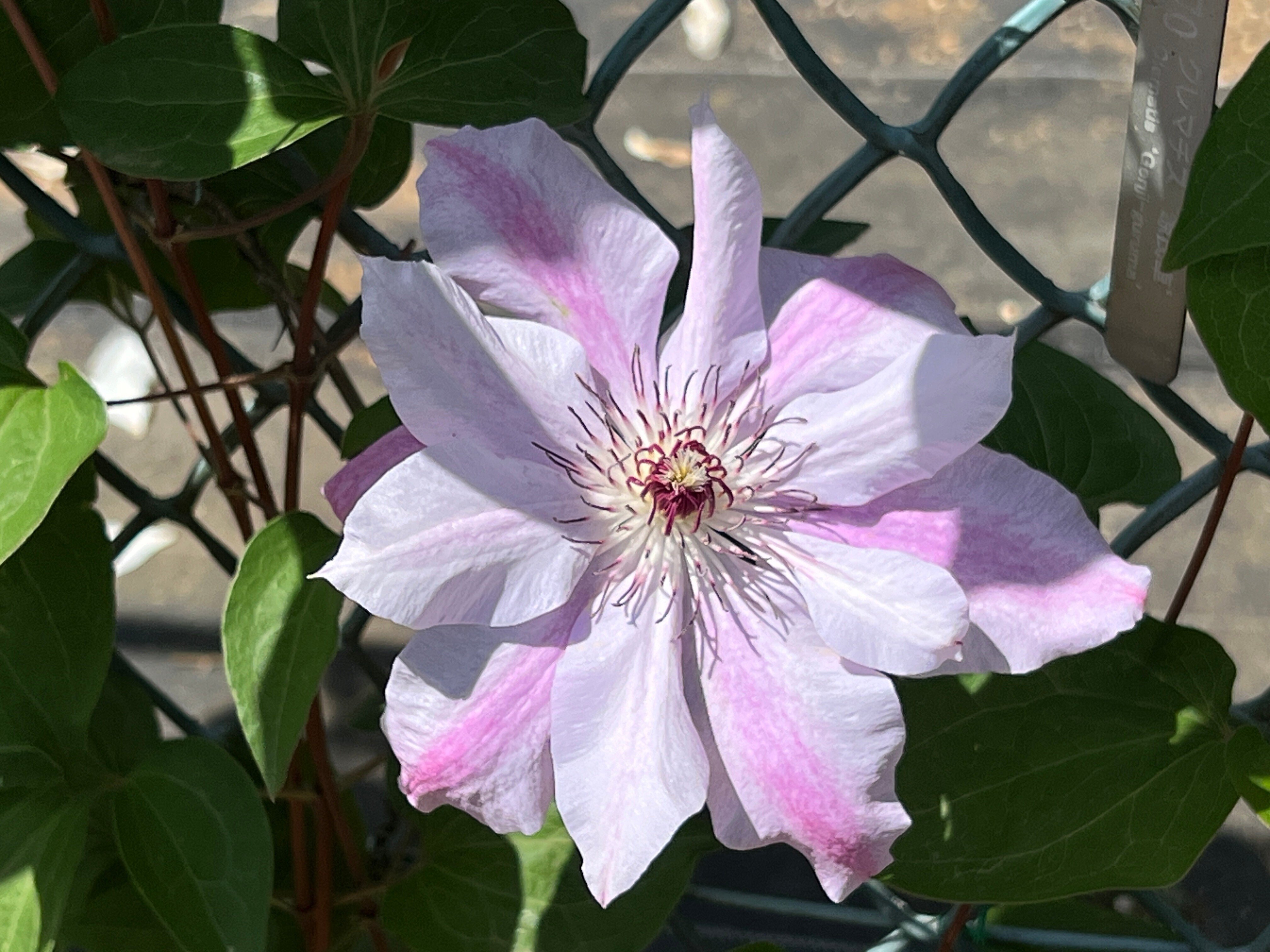 日本画　クレマチス クレマチス専門ナーセリー 及川フラグリーン テッセン