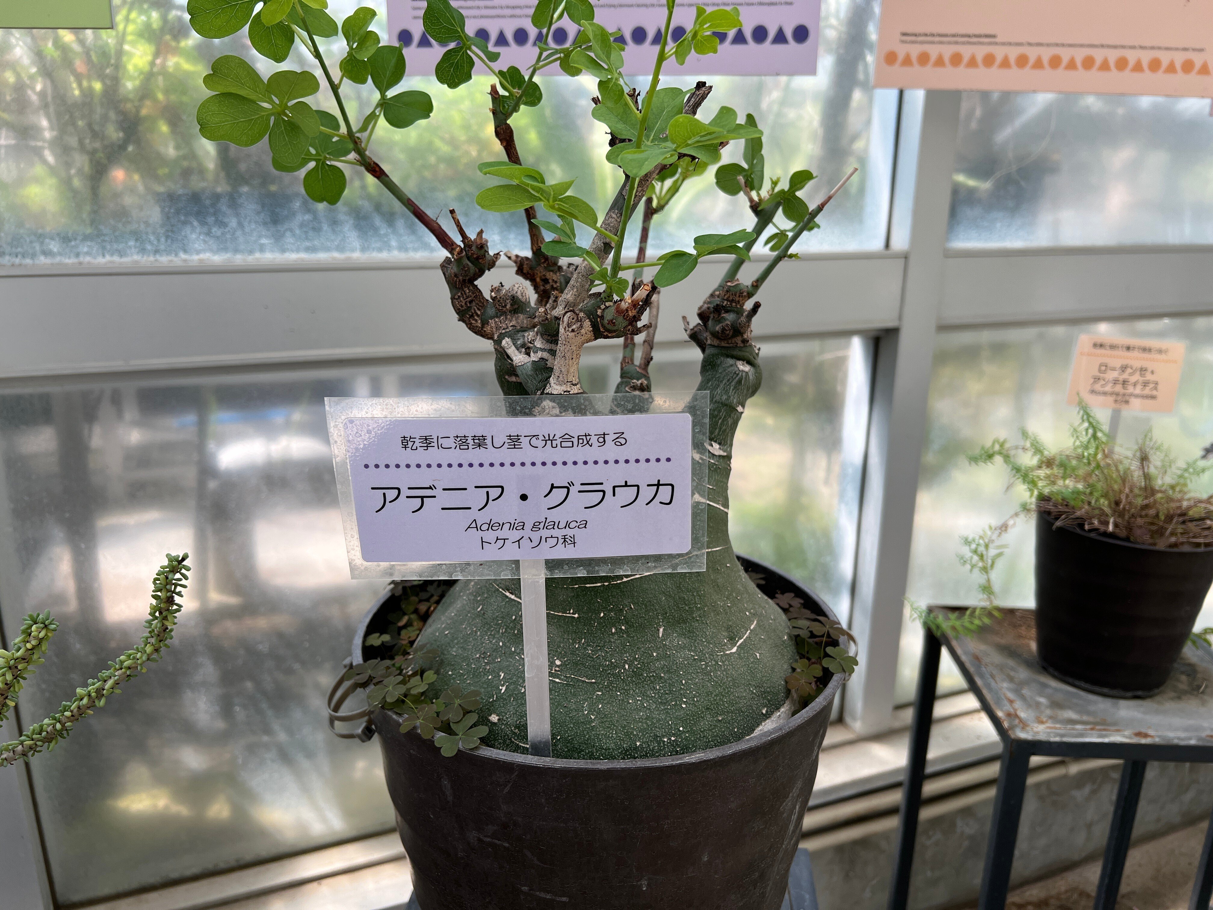 シャカリキ てる　アデニアグラウカ アデニア グラウカ 幻蝶かずら | GREEN LUCK