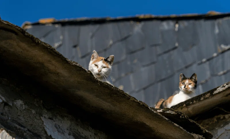 奄美大島にいる“ノネコ”はどうなる?今、私たちにできることとは|ネコノート🐱猫の推し活ネコノート