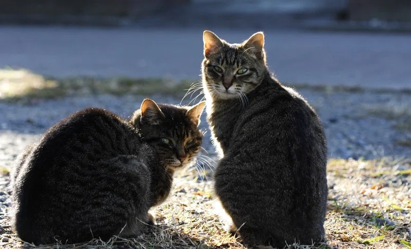奄美大島にいる“ノネコ”はどうなる?今、私たちにできることとは|ネコノート🐱猫の推し活ネコノート