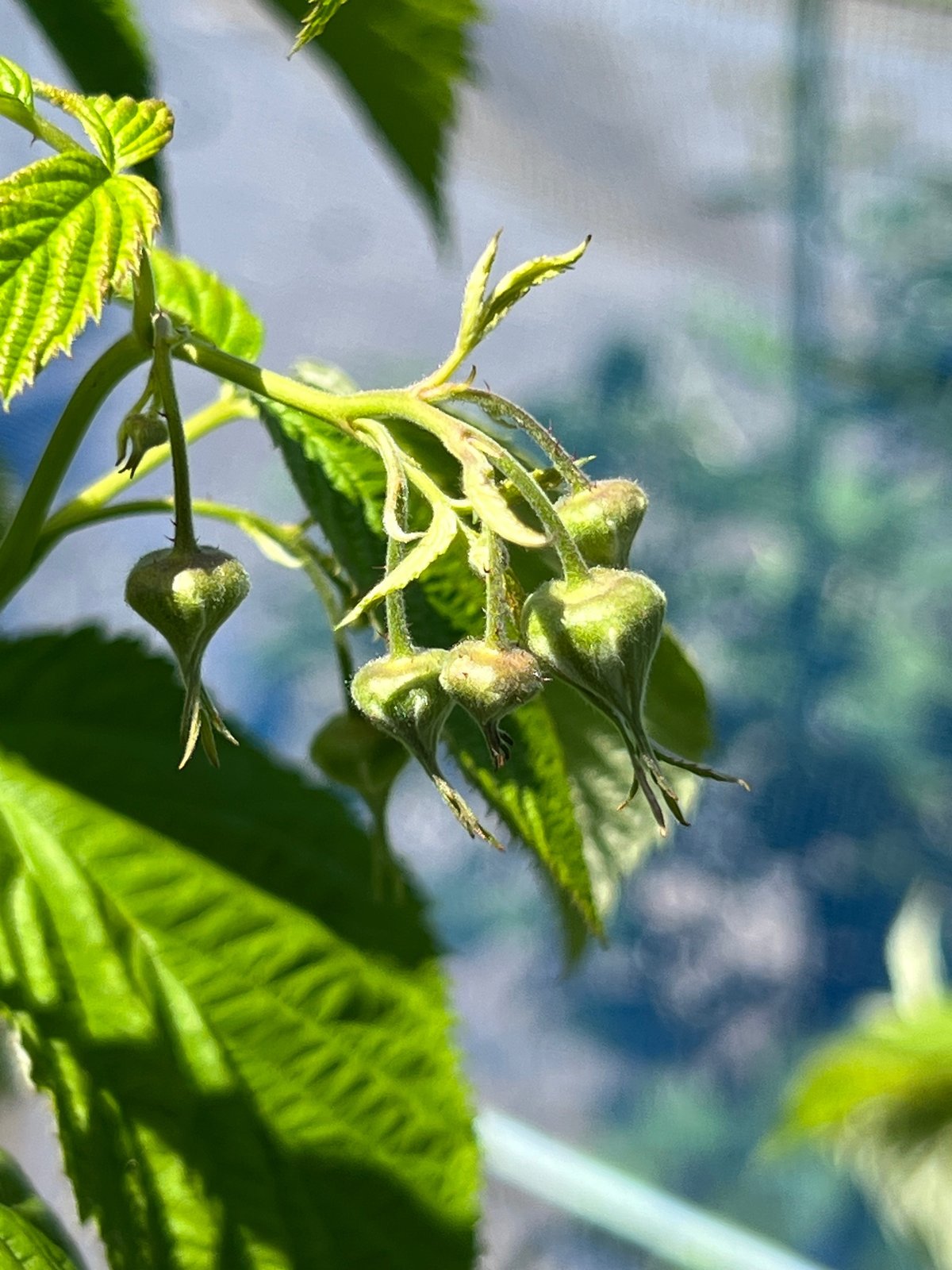 トゥラミーン ラズベリー 苗 ぬすま 