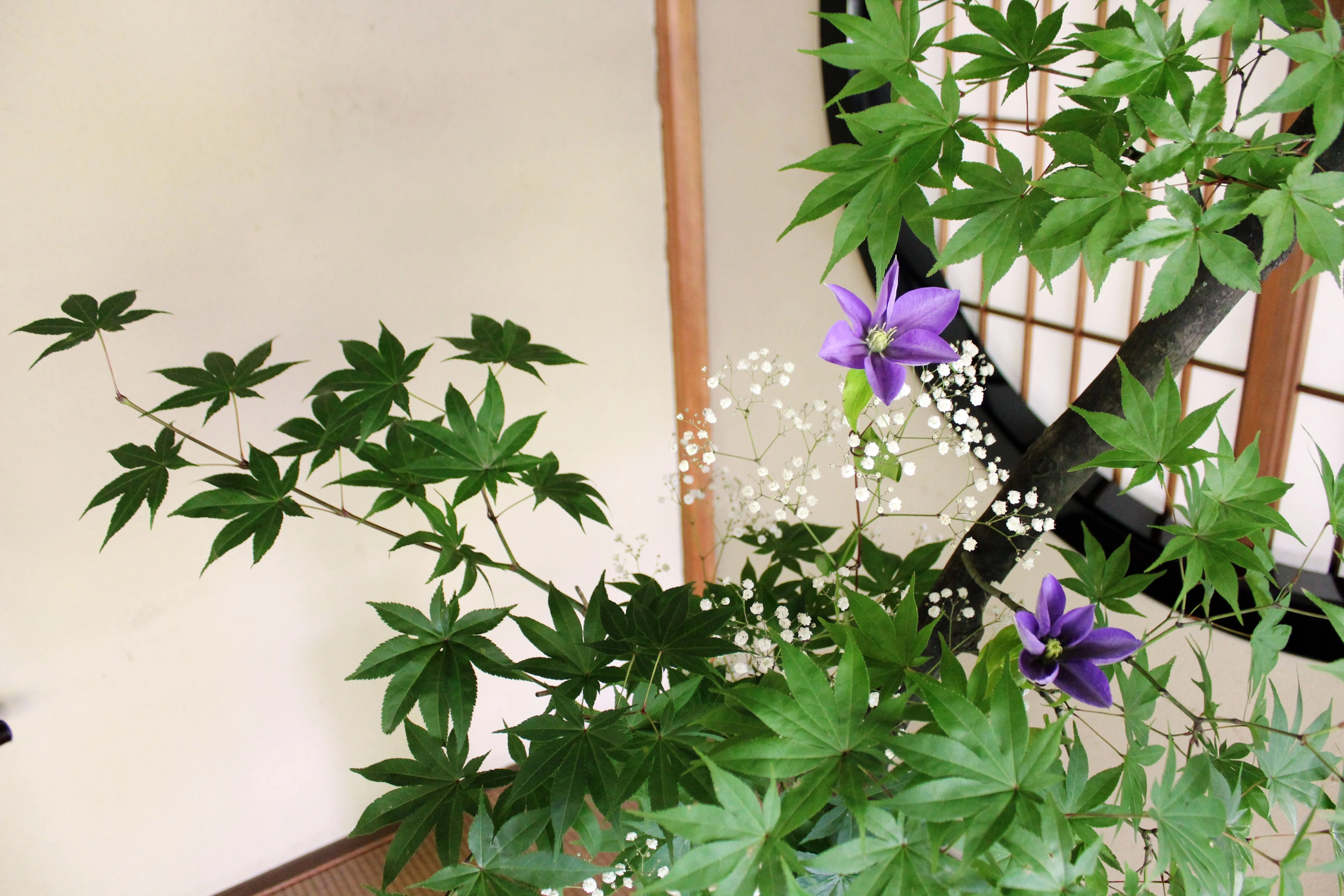 青いもみじはありえない？ 新緑の頃に考える、青楓の‟引き算の美”｜花