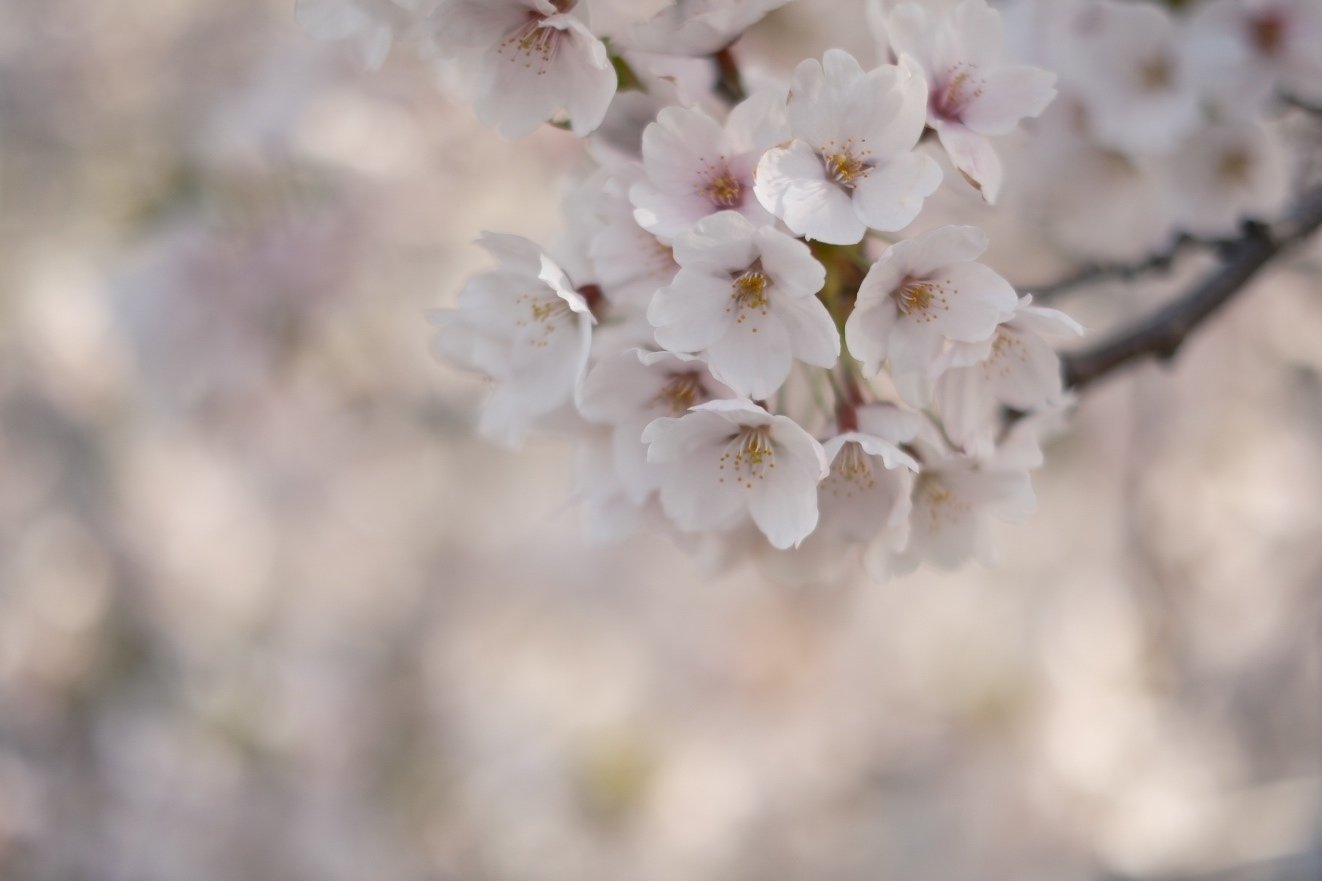 X-T5 桜にマッチするフィルムシミュレーションは？｜No.54