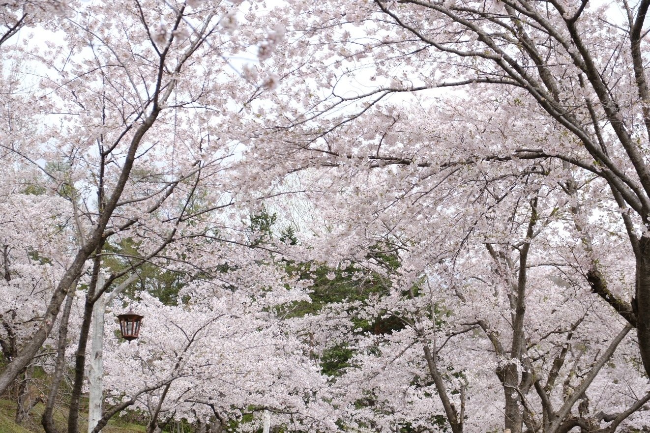 X-T5 桜にマッチするフィルムシミュレーションは？｜No.54