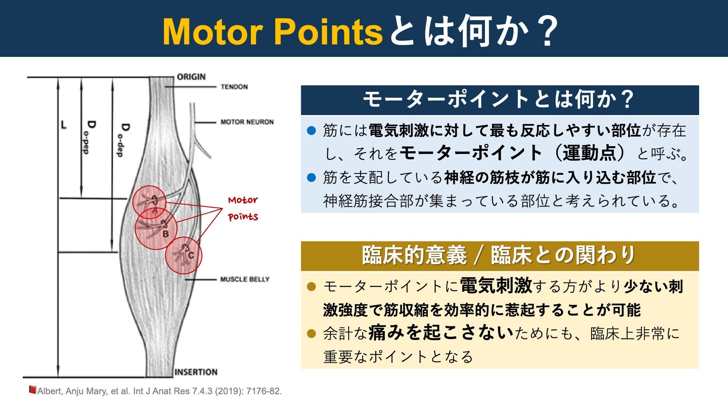 大腿四頭筋のモーターポイント|Super Human | 理学療法士/保健 大腿四頭筋のモーターポイント|Super Human | 理学療法士/保健
