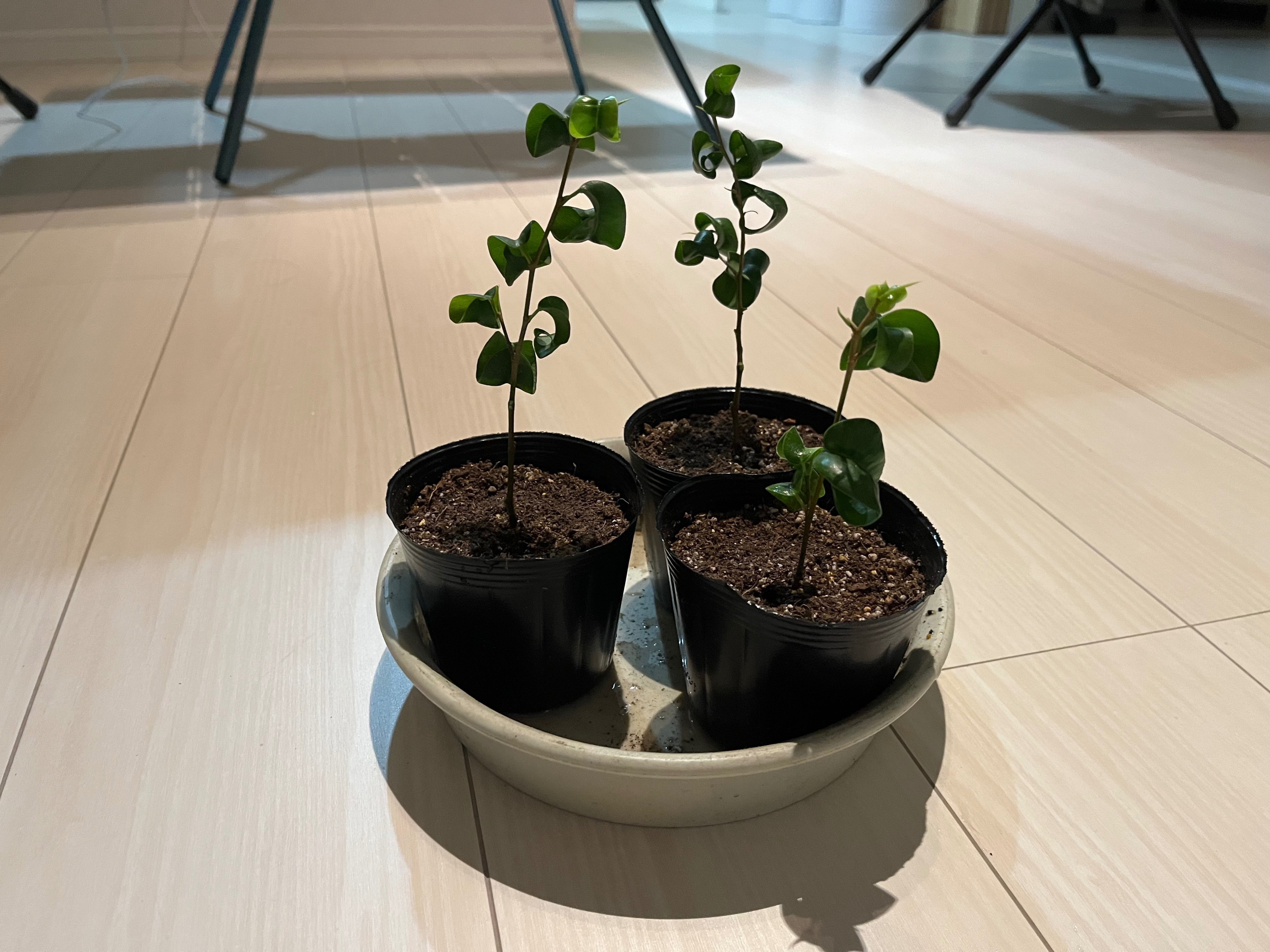 参考画像 ベンジャミンバロック オリーブ