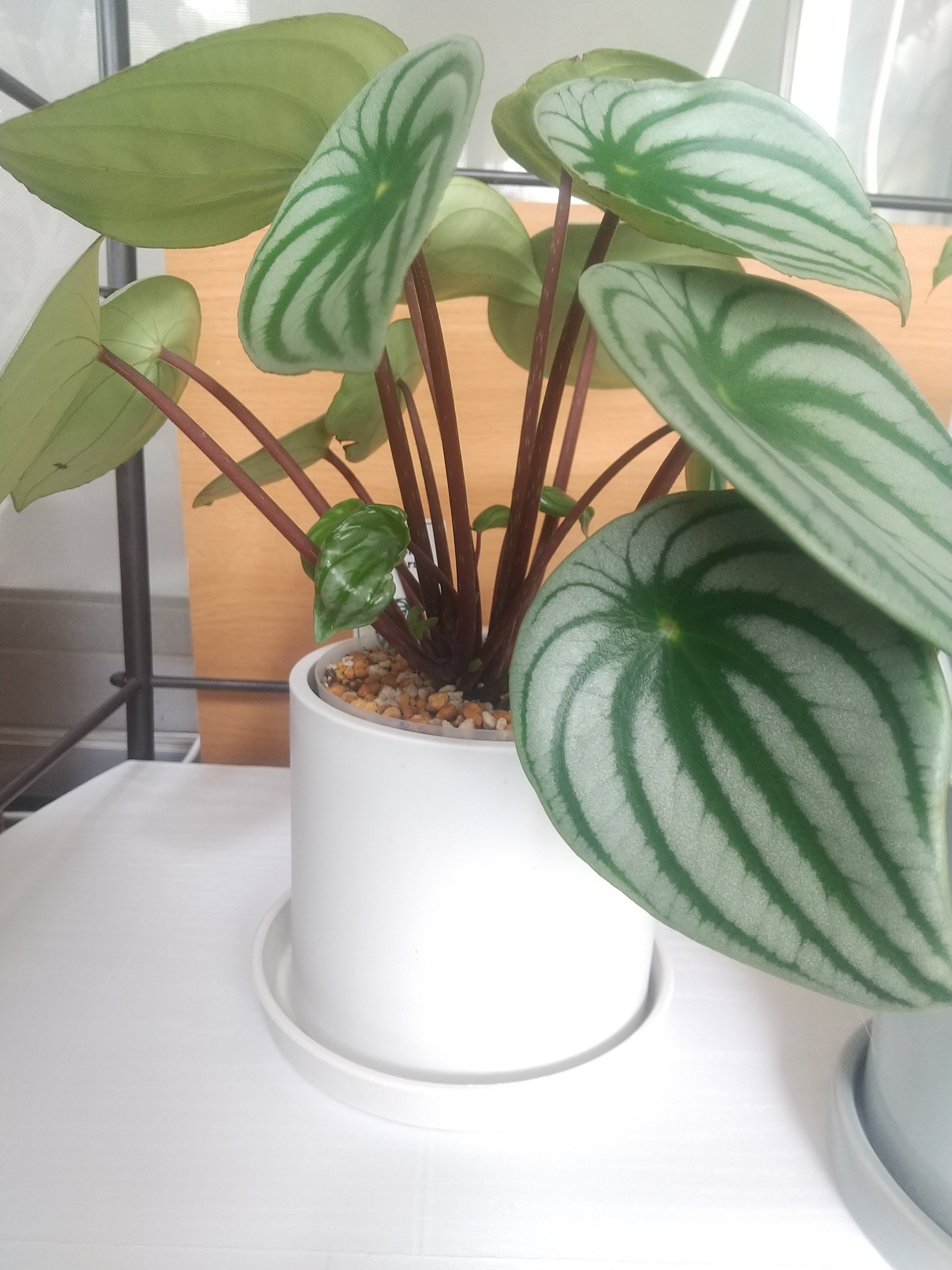 スイカぺぺ】ペペロミア サンデルシーがおそろしくかわいい件