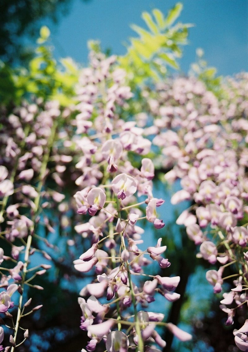 OLYMPUS OM-10 の撮影見本　その①　愛知県津島市の藤の名所「天王川公園」の藤。例年GWぐらいが最盛期ですが、今年は梅も桜もすべての花の開花が早いようです。この日は4月23日です。藤は小さな花の集まりなので、アップで観察します。こんなに寄れるのは一眼レフカメラならではですね。