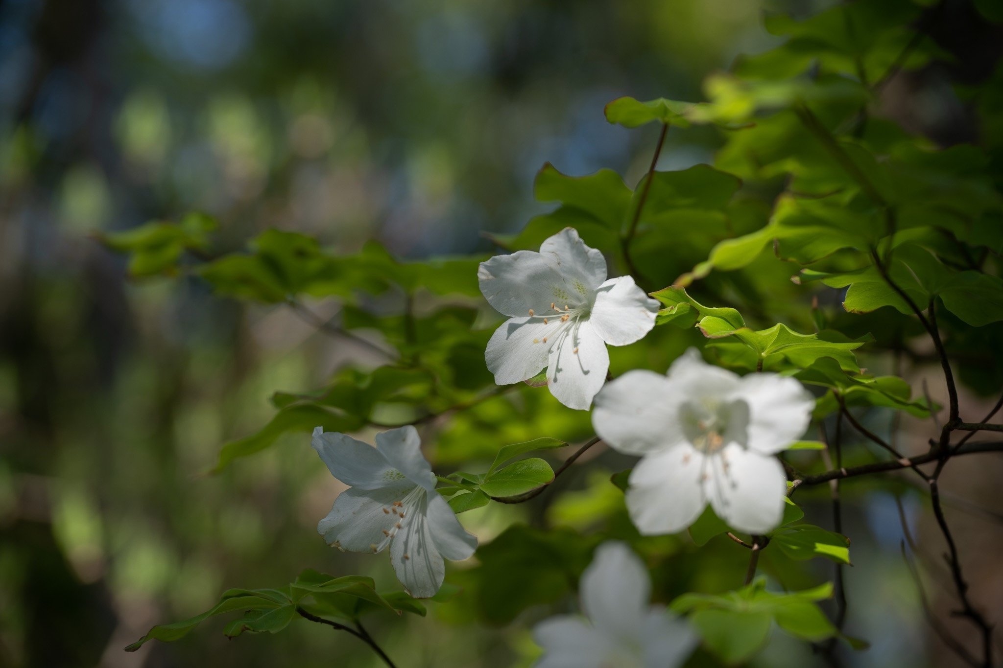 白八汐 〜 シロヤシオ こと五葉躑躅｜無為の茶客 | Kazuo Yoshida