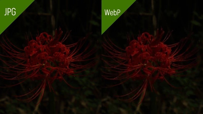 JPGとWebPの比較(繊細な表現が必要な画像)