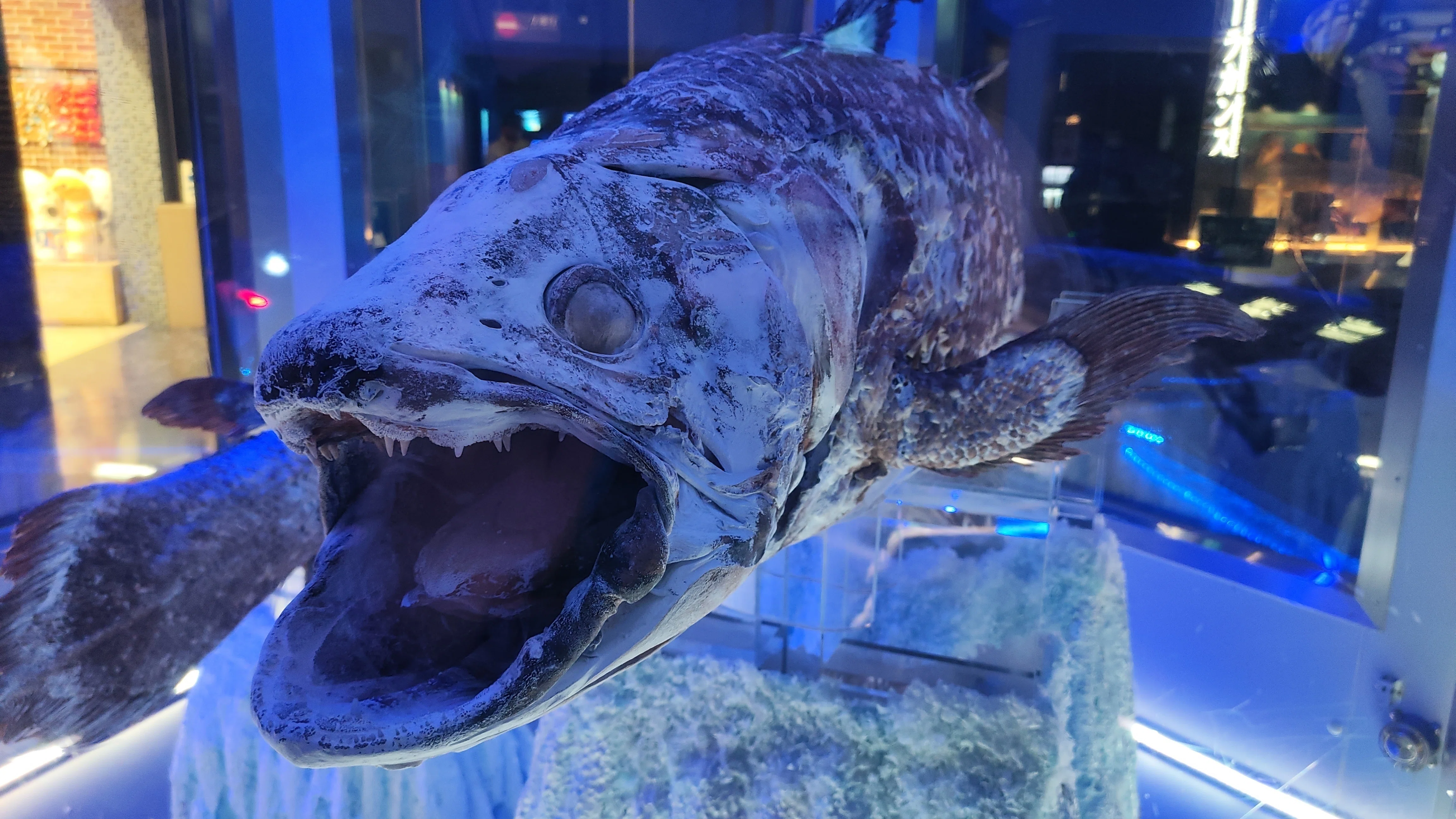 水族館】【博物館】沼津港深海水族館 シーラカンス・ミュージアム