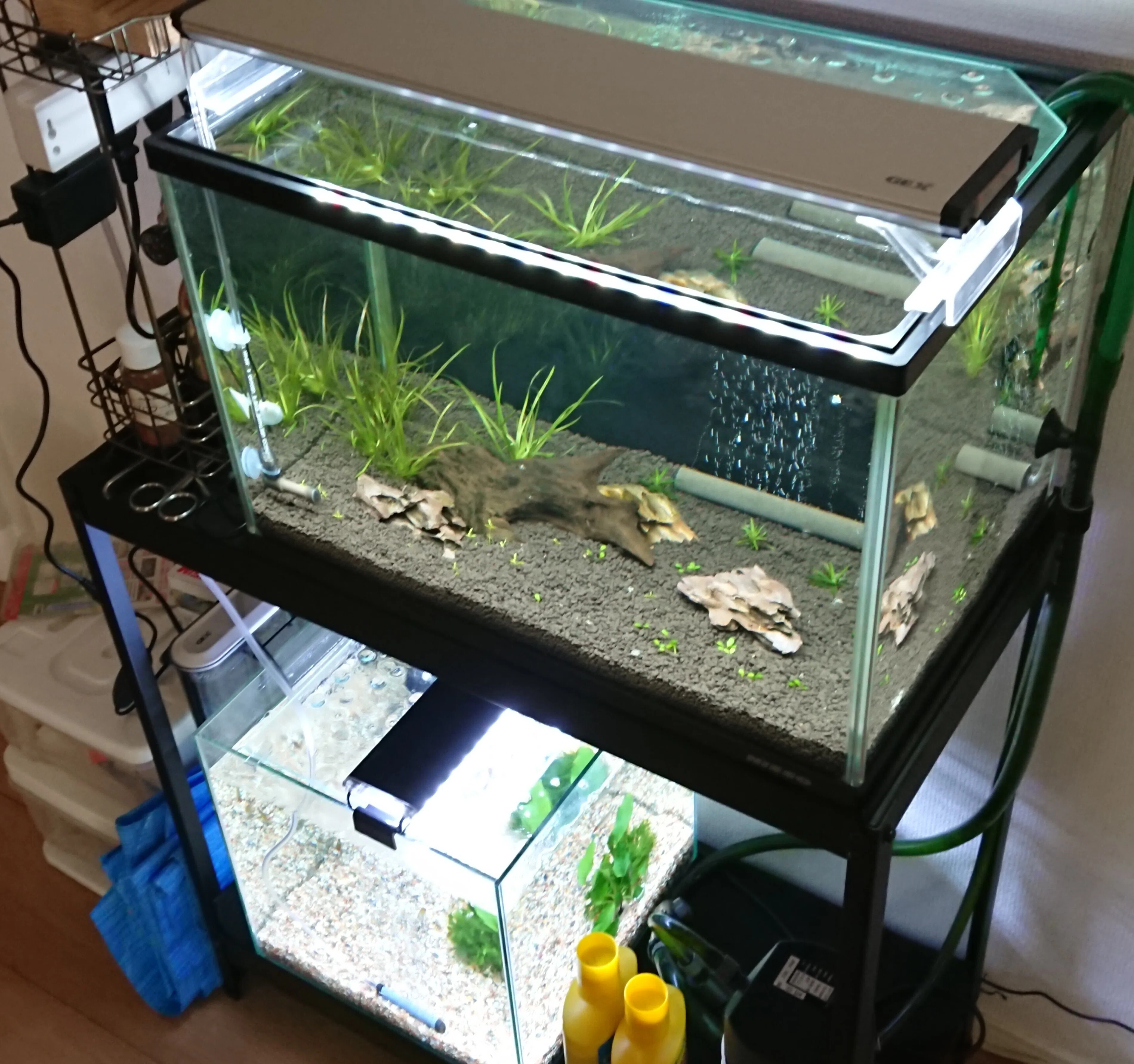2 水槽リセット2023｜野良とらの