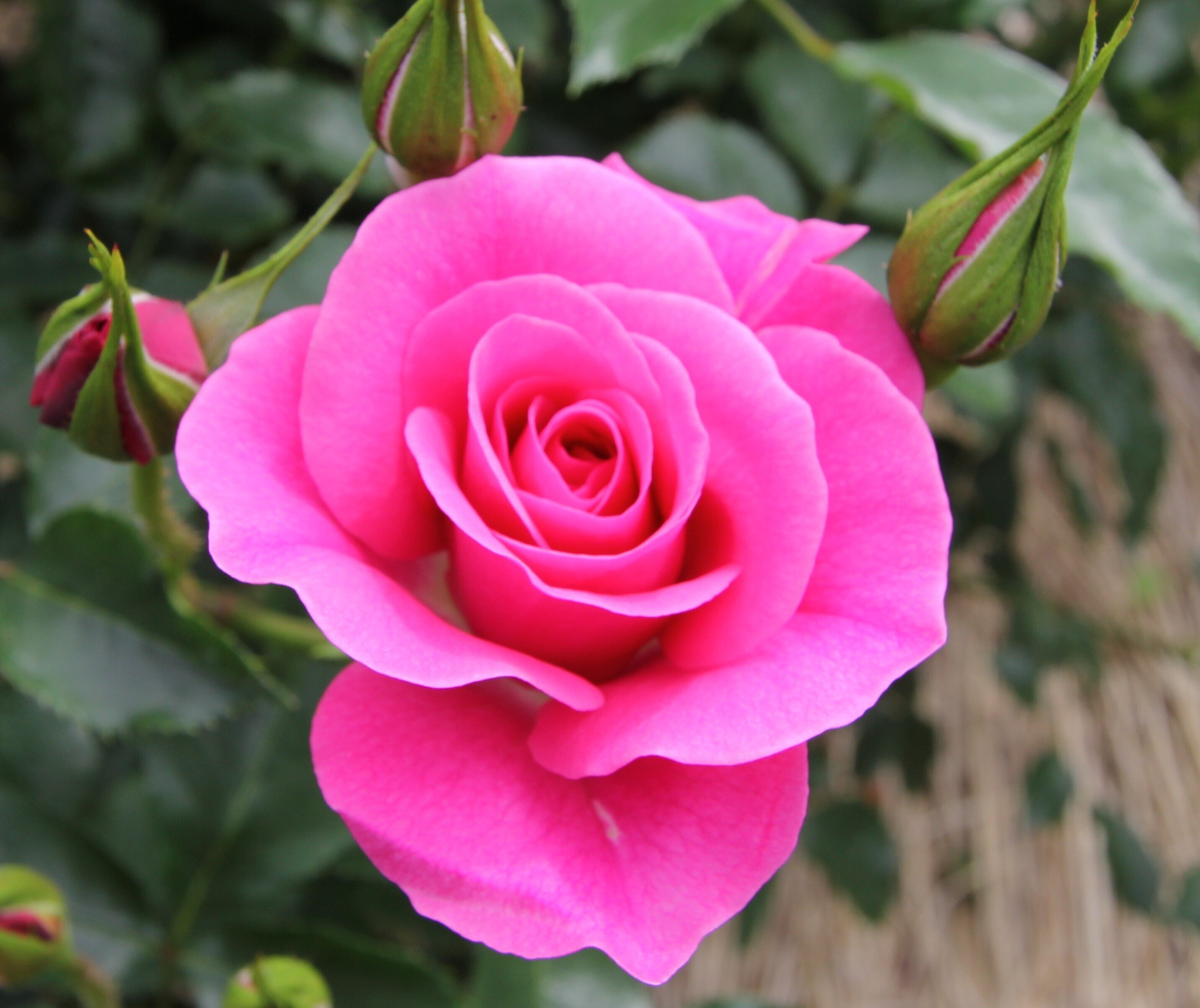 湖に咲く薔薇　2枚セット　ヘルメスやゴジラに c95f28bf0093d8afebe394e9bee94a
