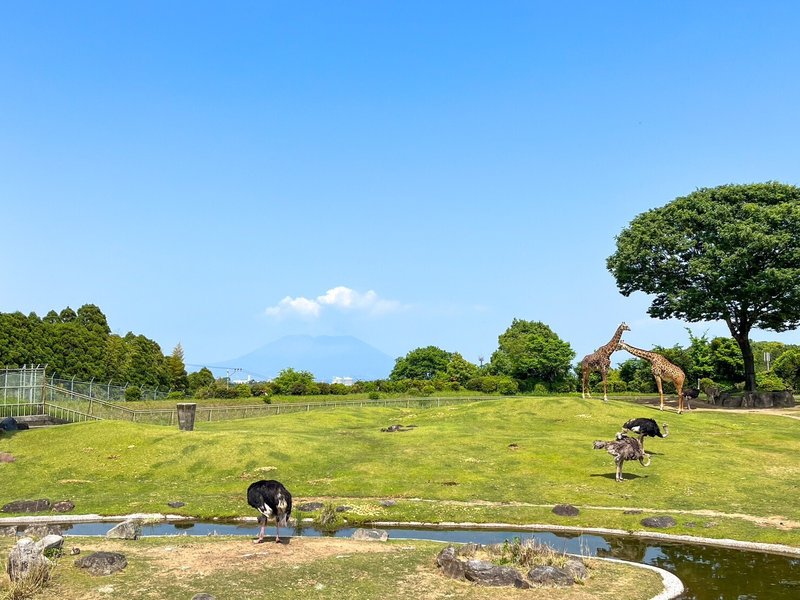 鹿児島遠征の2日目は平川動物公園に行きました。奥に桜島が見えるアフリカの草原ゾーン、最高でした！