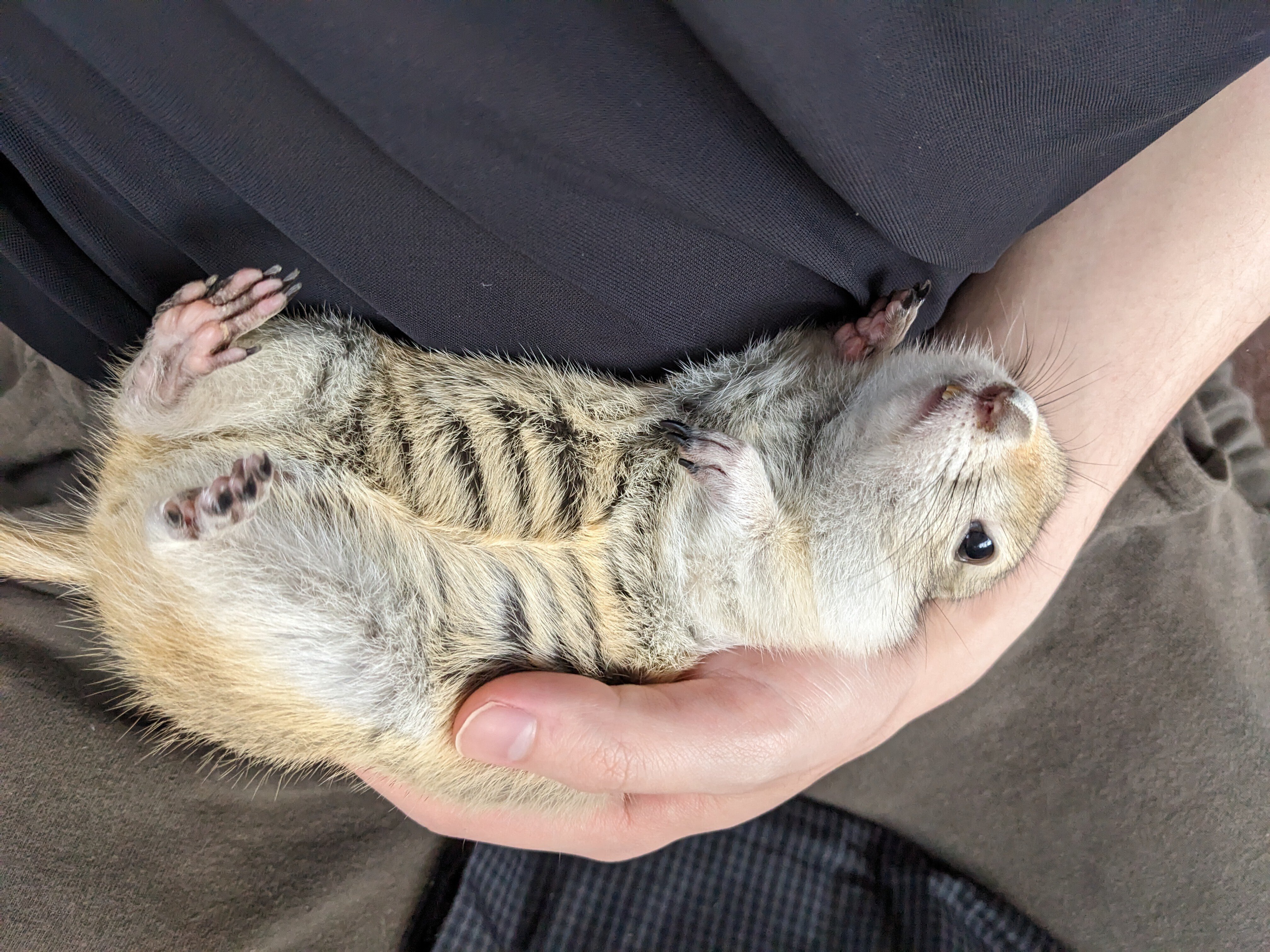 よく慣れたリチャードソンジリス 2022.3ぐらい生まれ