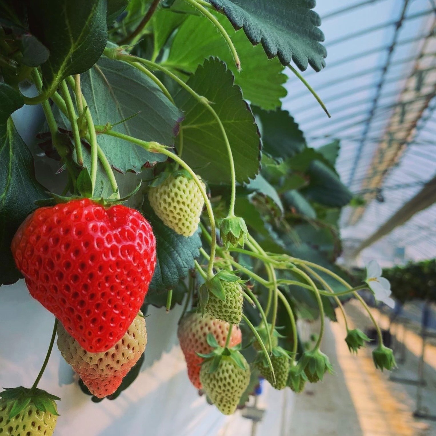 【未使用】　◆ 深川製磁 ◆　野いちご　 　花型小付揃 000000000877-08-xl.jpg?t=