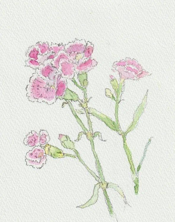 花の絵（デルフィニウム、カーネーション、あやめ）描きました｜水彩